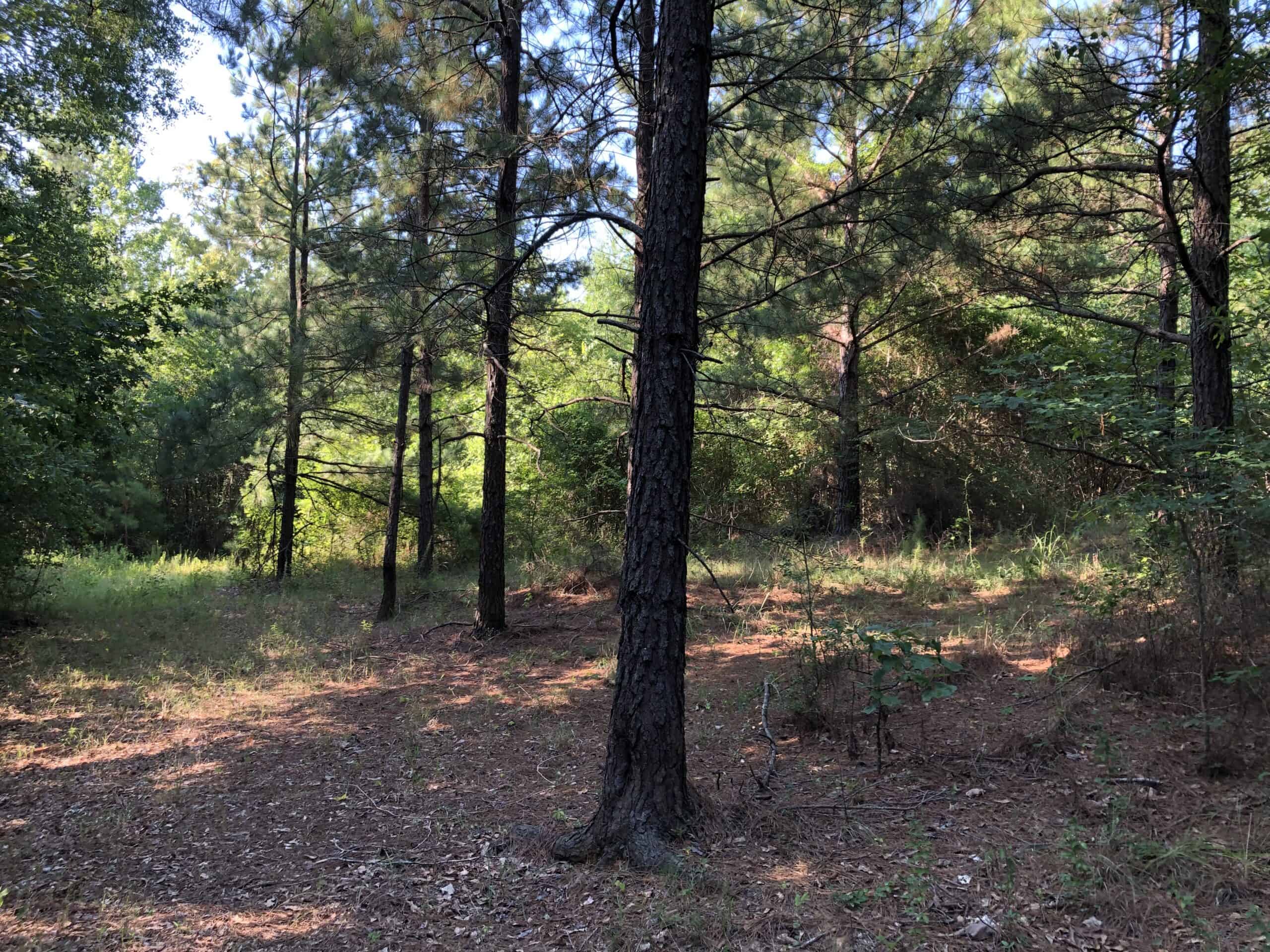 Rusk Texas Hunting/Recreational Land For Sale