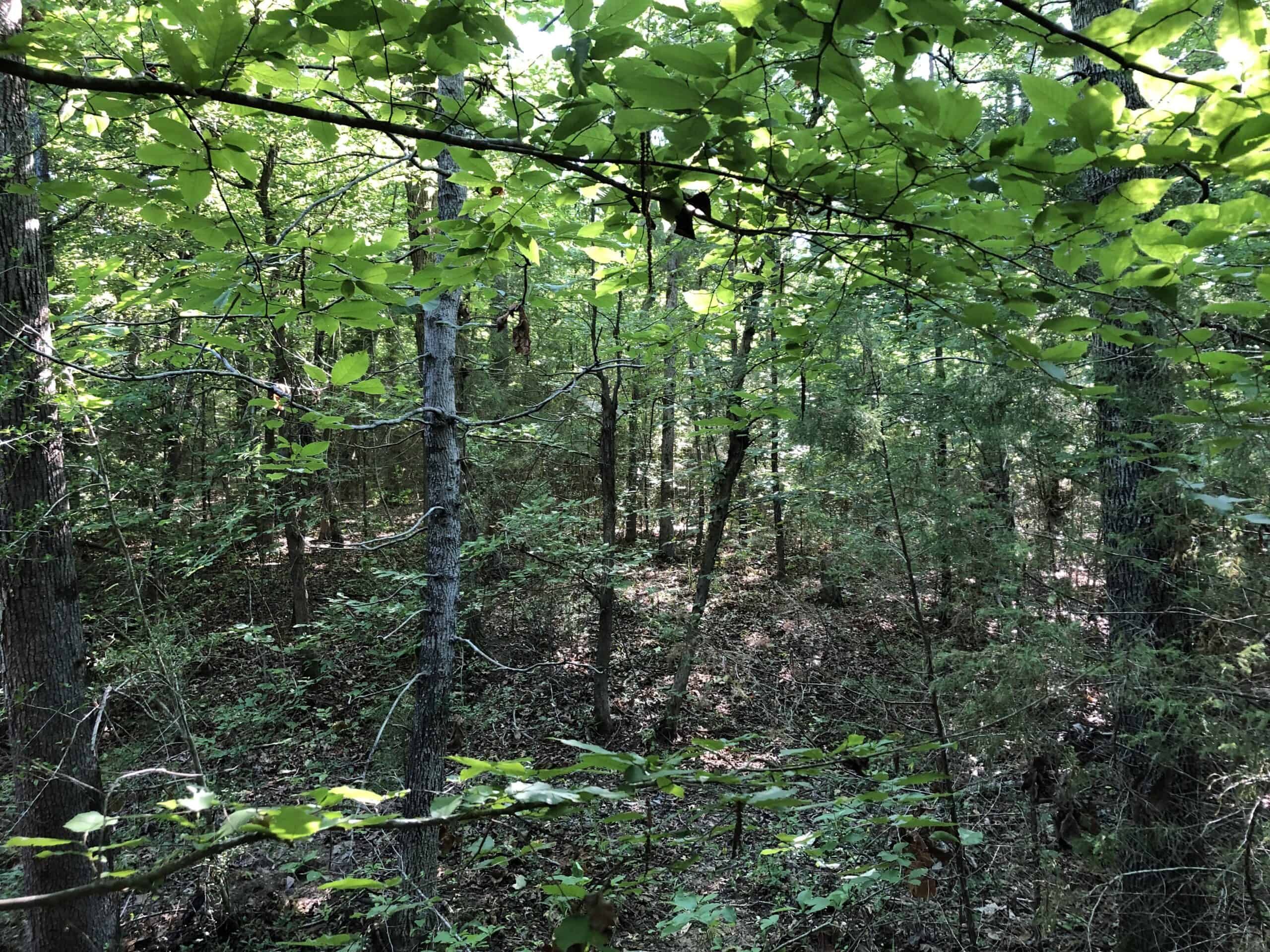 Rusk Texas Hunting/Recreational Land For Sale