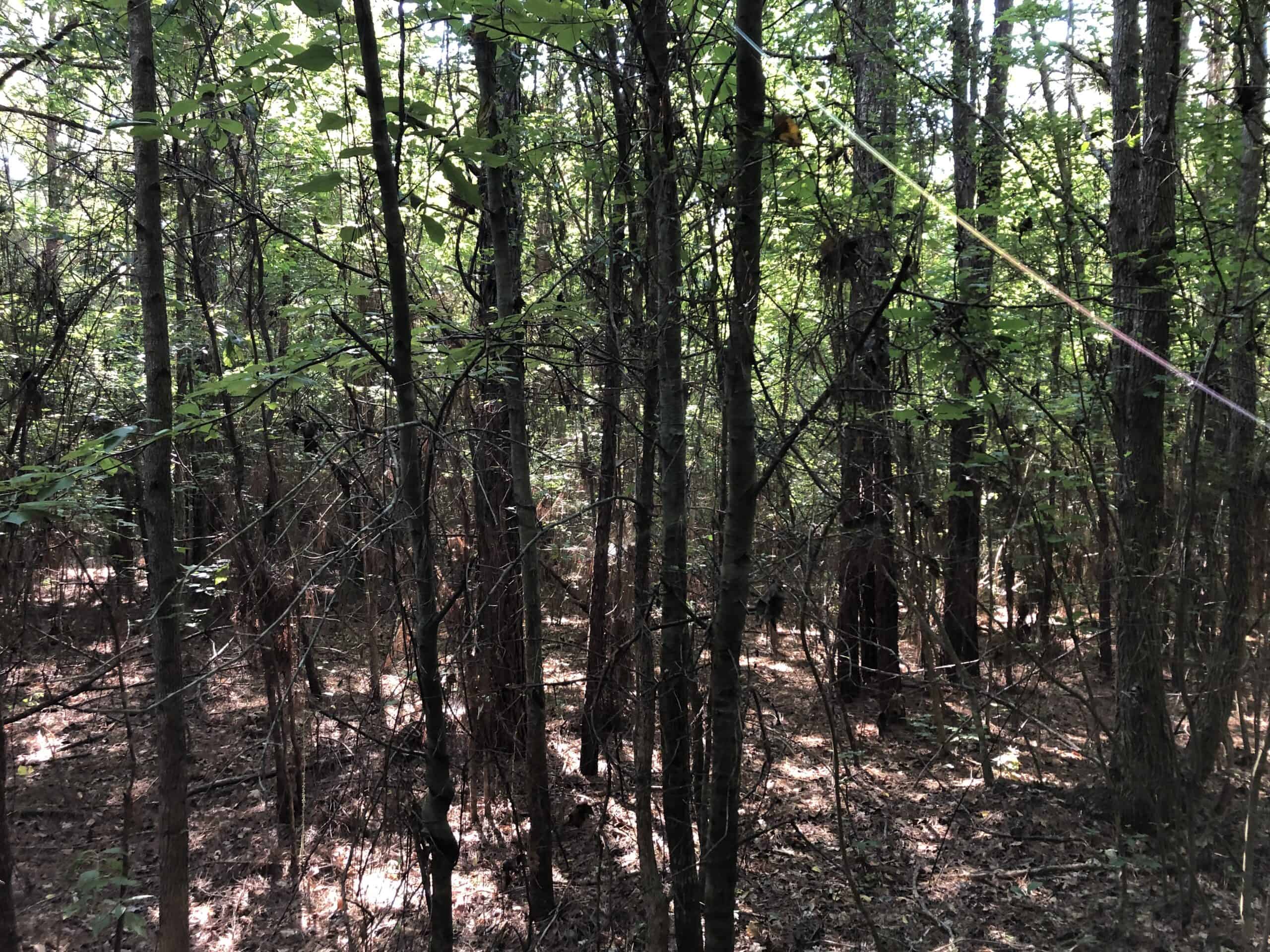Rusk Texas Hunting/Recreational Land For Sale