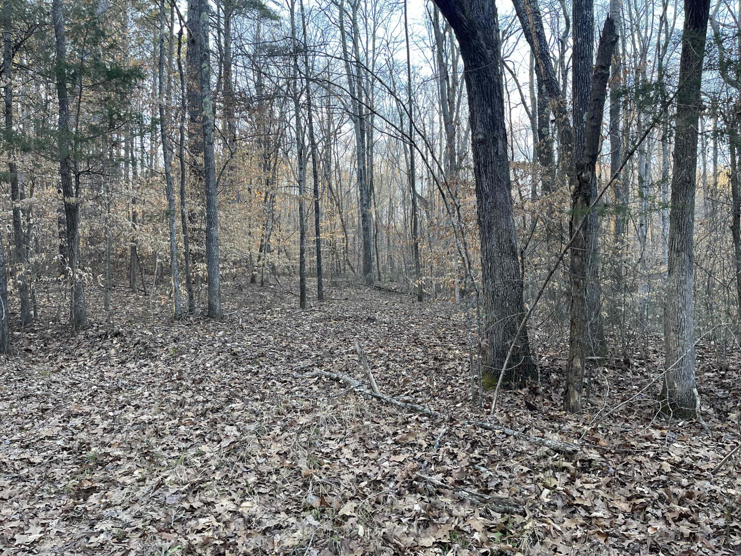 HUNTING LAND FOR SALE NEAR TN RIVER WITH CREEK 154.16Acres
