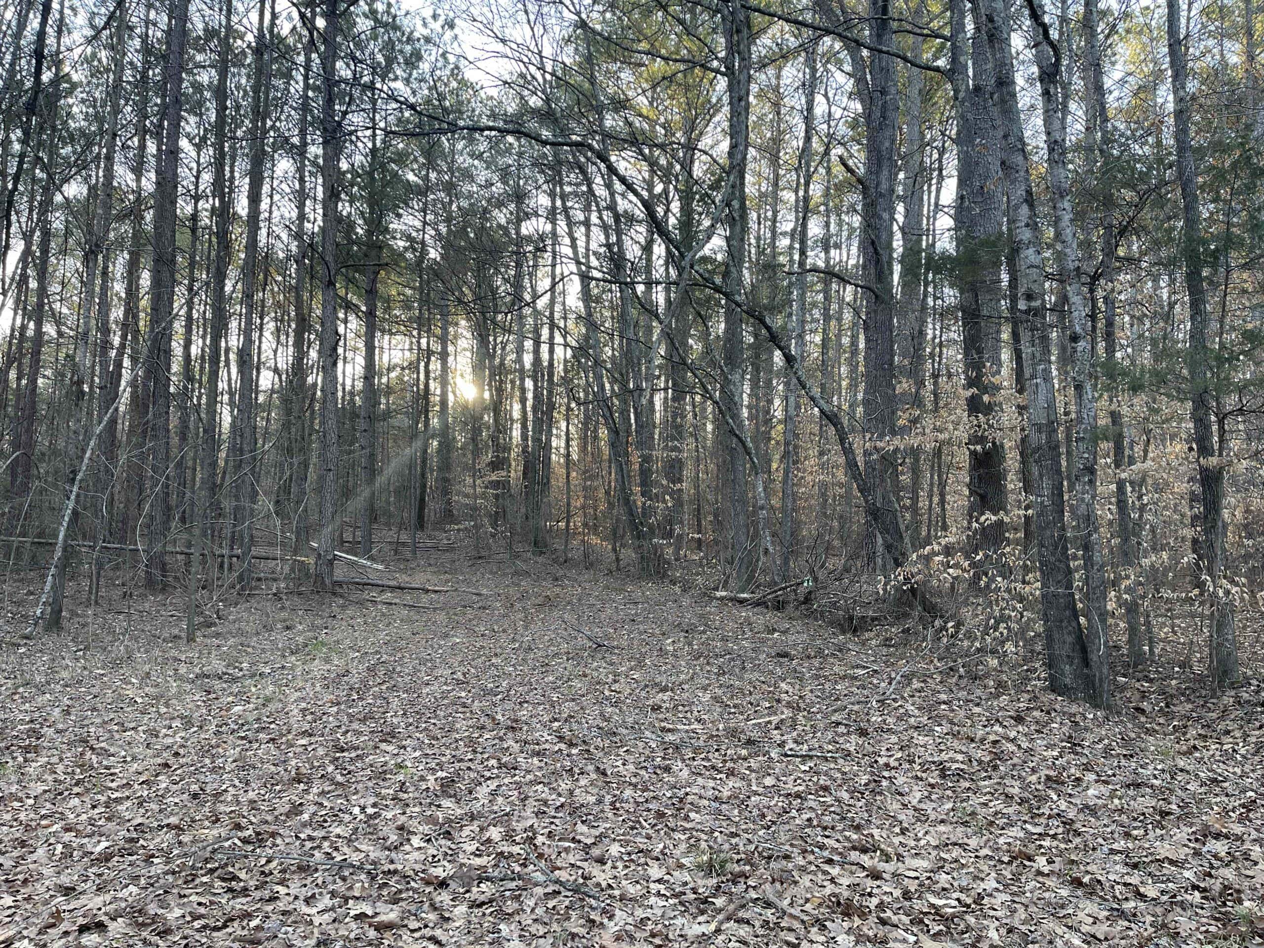HUNTING LAND FOR SALE NEAR TN RIVER WITH CREEK 154.16Acres