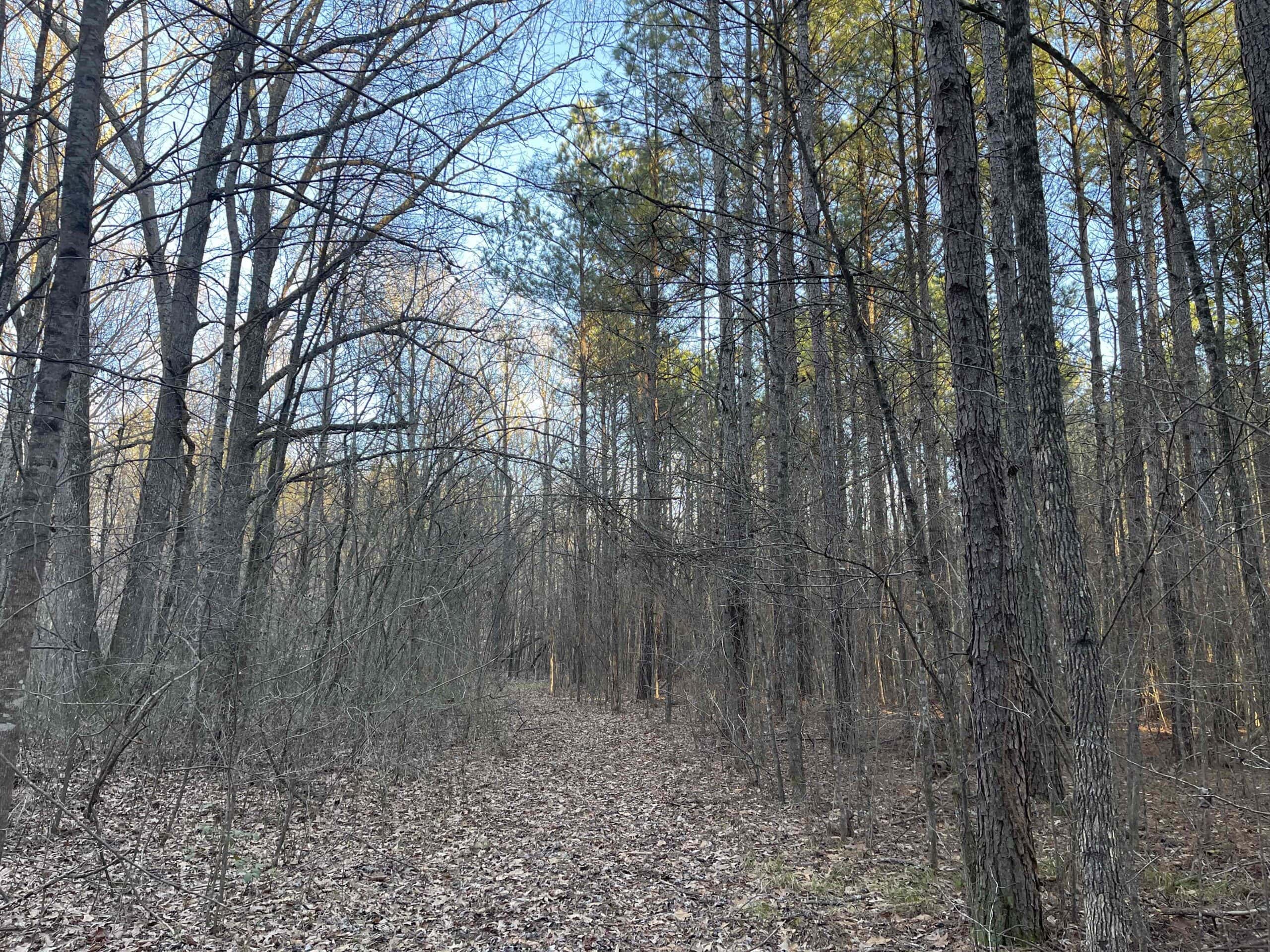 HUNTING LAND FOR SALE NEAR TN RIVER WITH CREEK 154.16Acres