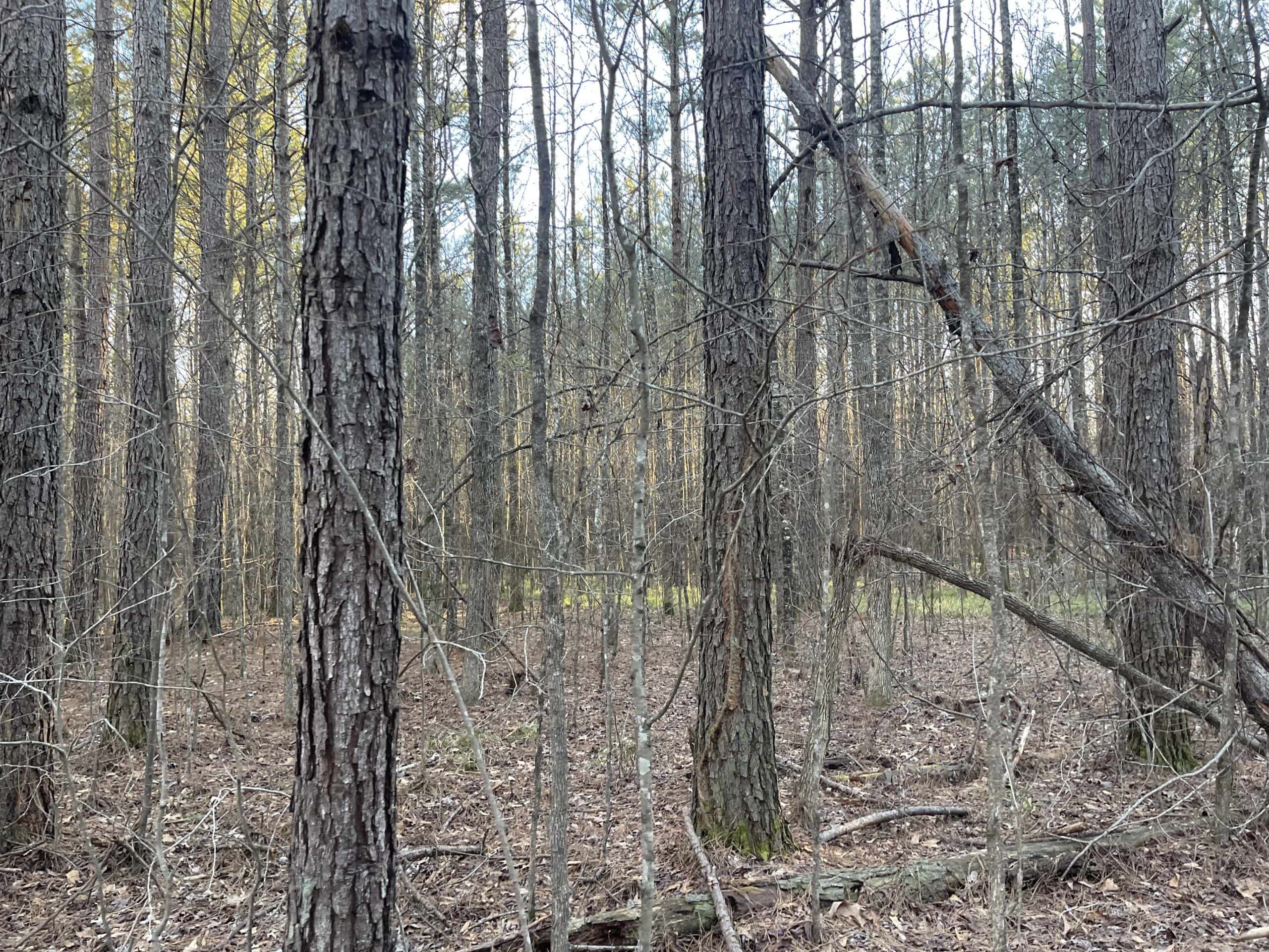 HUNTING LAND FOR SALE NEAR TN RIVER WITH CREEK 154.16Acres