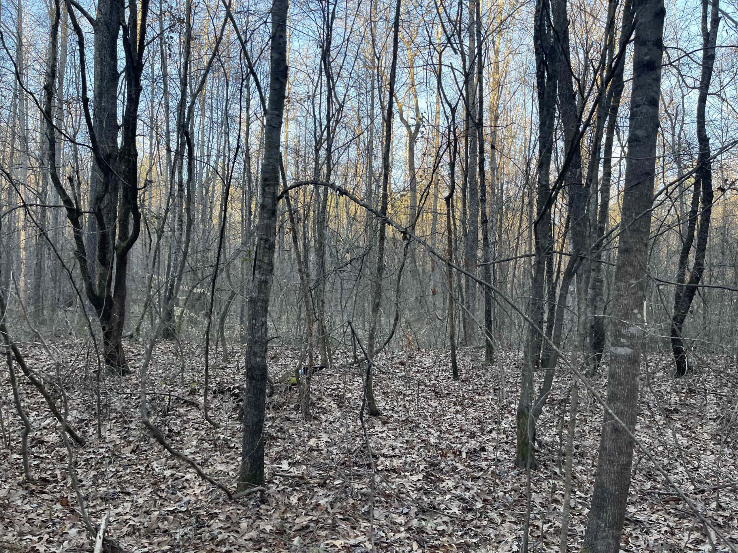 HUNTING LAND FOR SALE NEAR TN RIVER WITH CREEK 154.16Acres