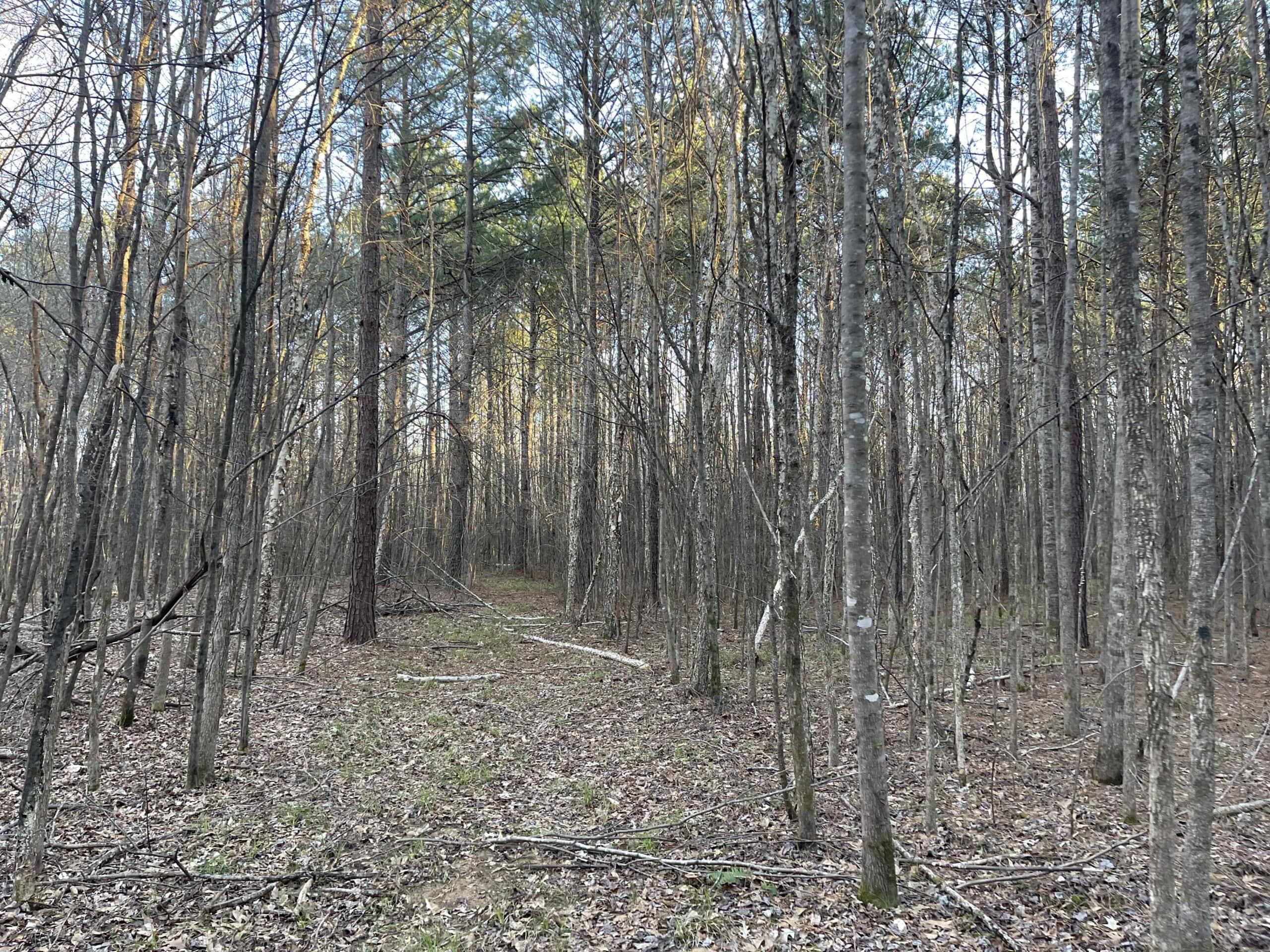 HUNTING LAND FOR SALE NEAR TN RIVER WITH CREEK 154.16Acres