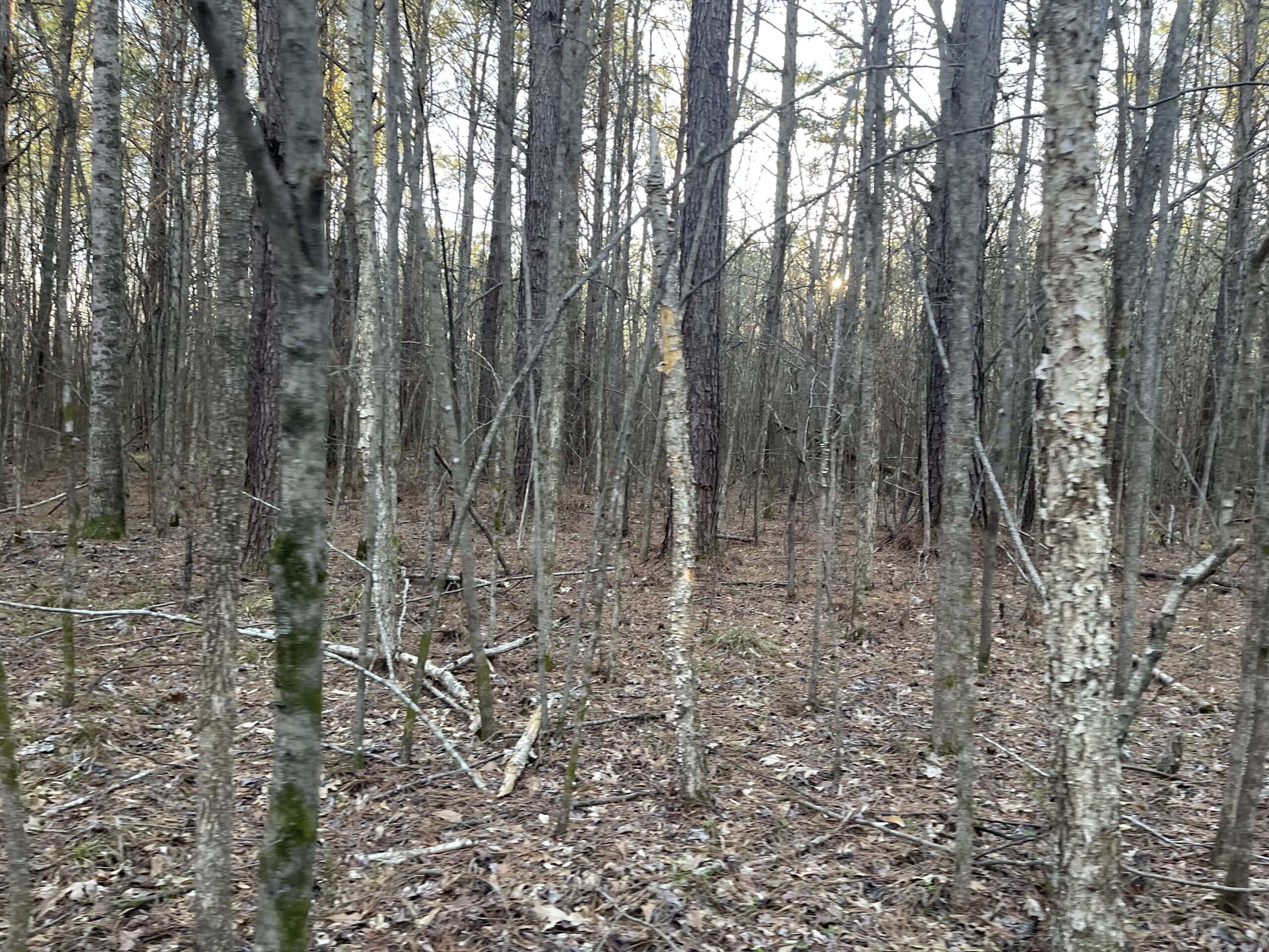 HUNTING LAND FOR SALE NEAR TN RIVER WITH CREEK 154.16Acres