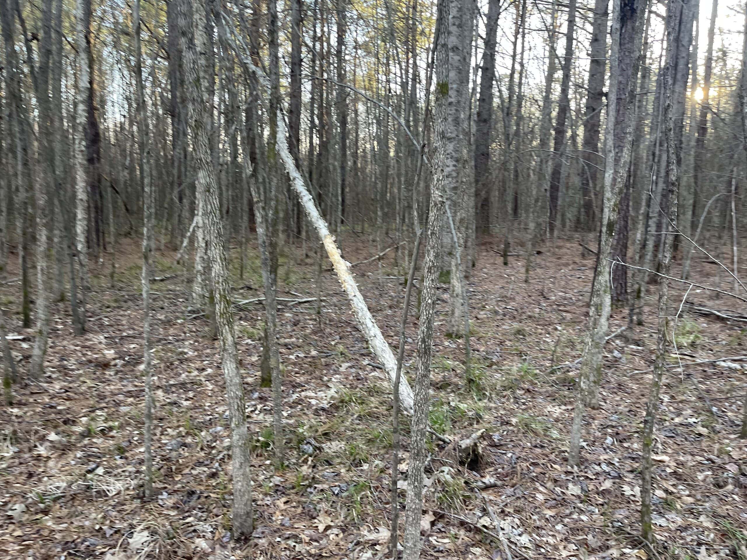 HUNTING LAND FOR SALE NEAR TN RIVER WITH CREEK 154.16Acres