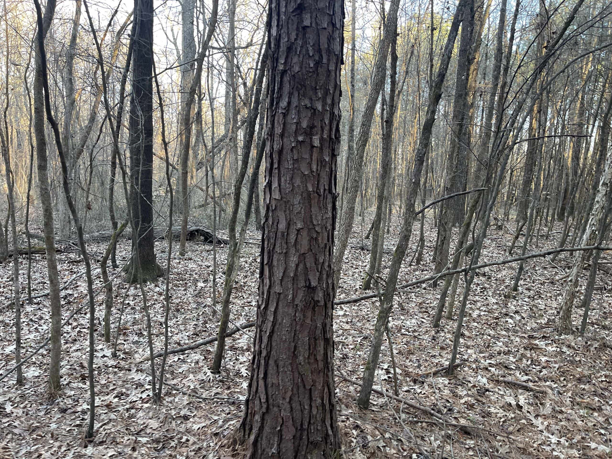 HUNTING LAND FOR SALE NEAR TN RIVER WITH CREEK 154.16Acres