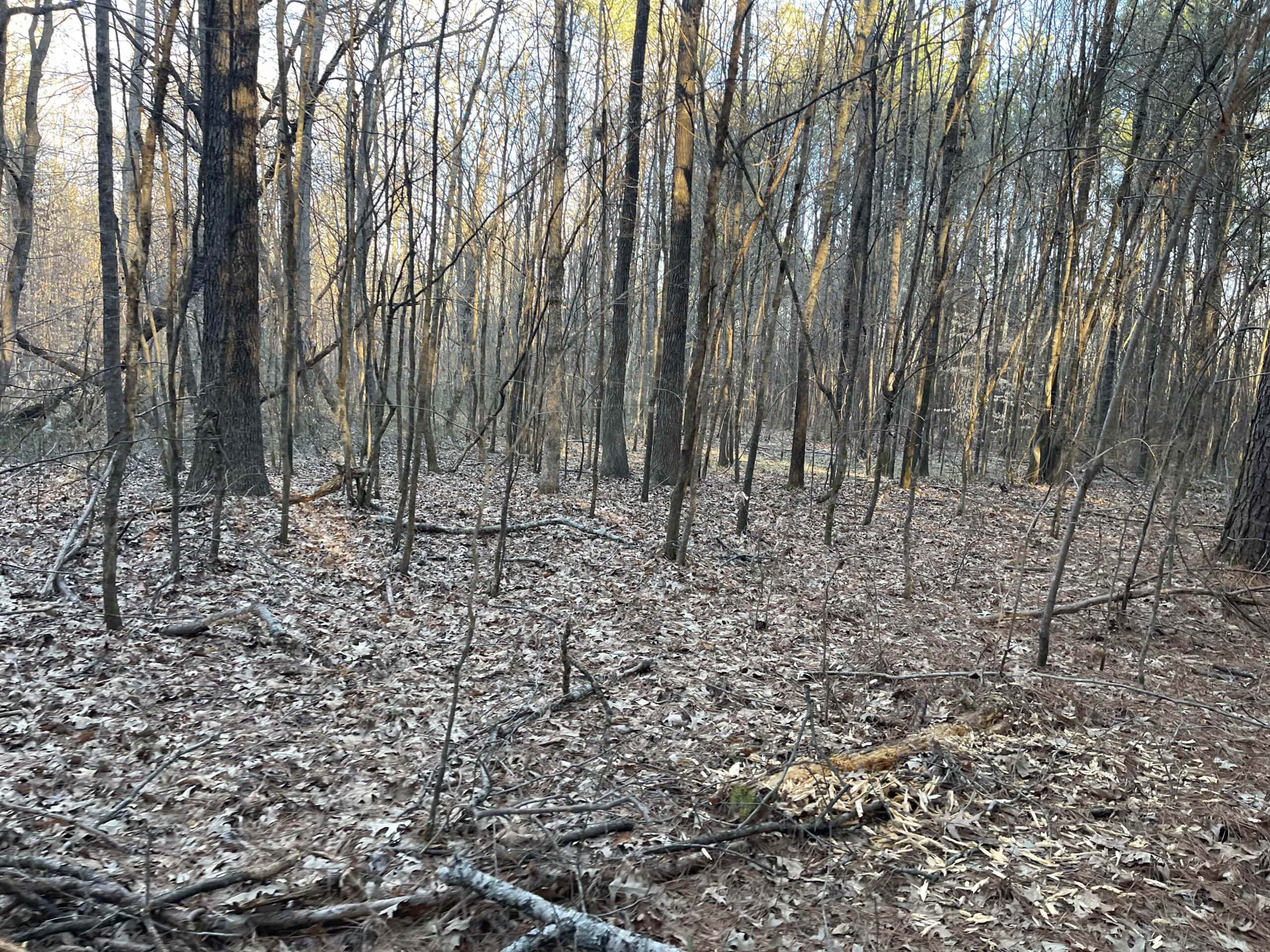 HUNTING LAND FOR SALE NEAR TN RIVER WITH CREEK 154.16Acres