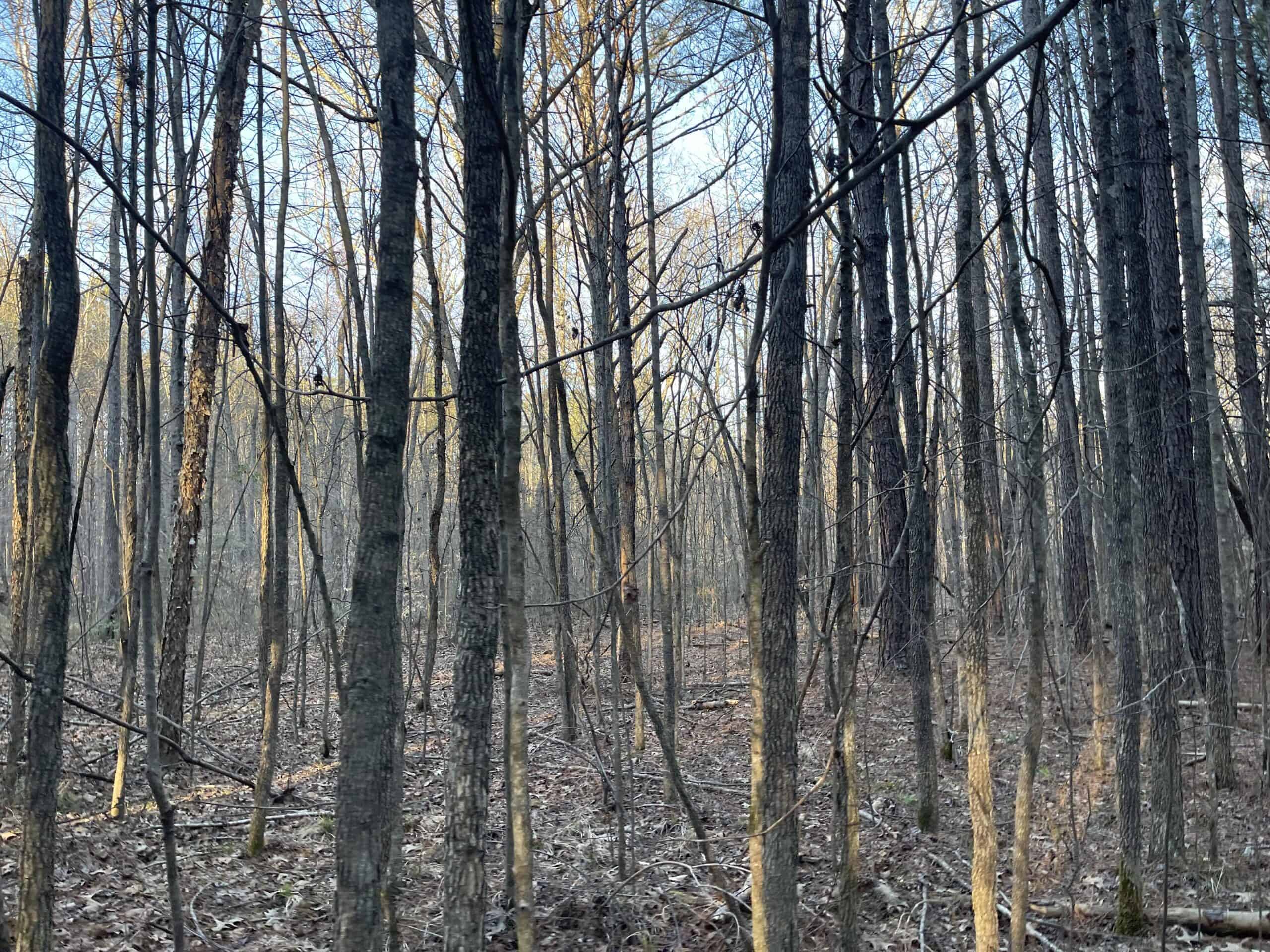 HUNTING LAND FOR SALE NEAR TN RIVER WITH CREEK 154.16Acres