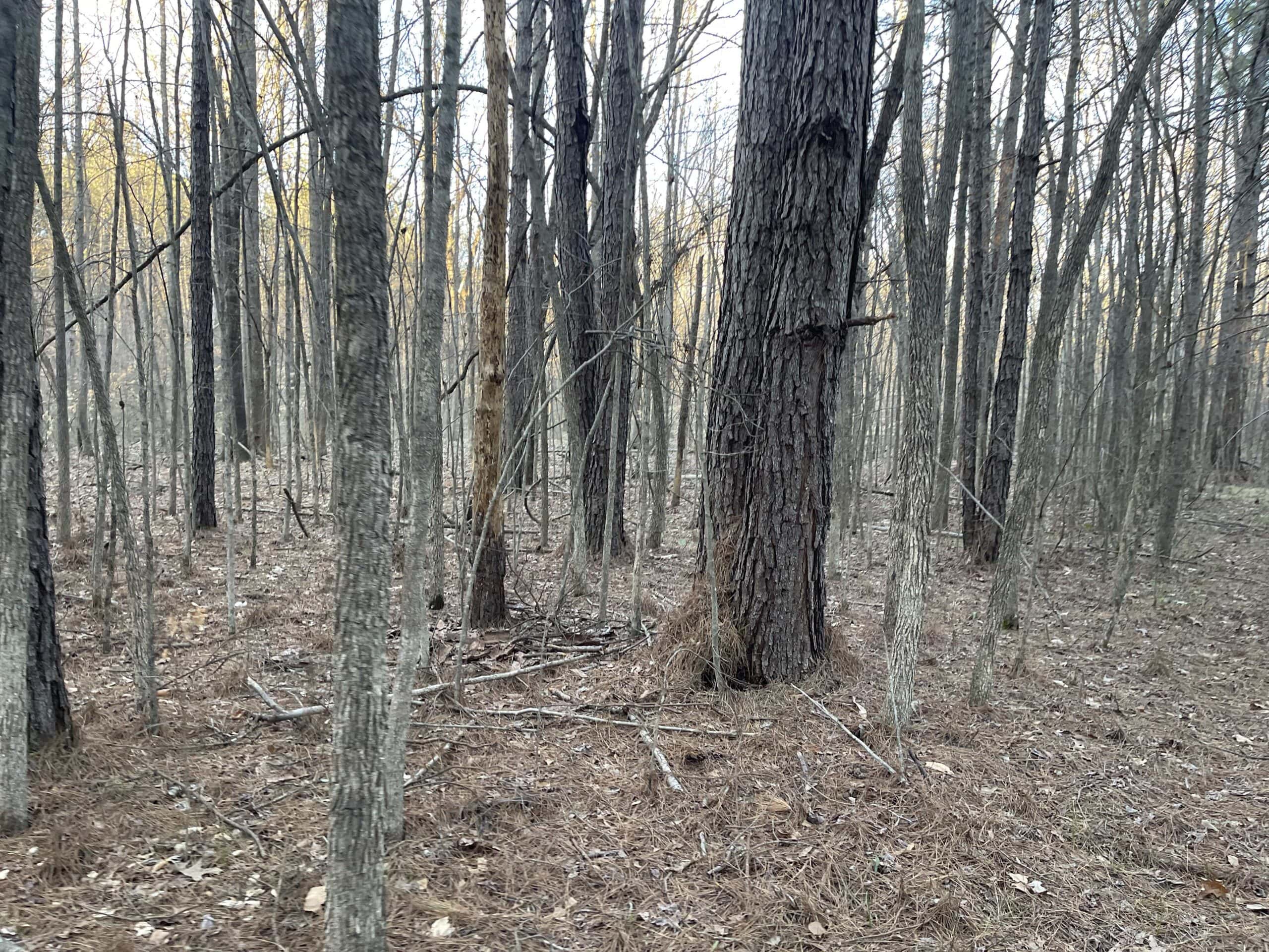 HUNTING LAND FOR SALE NEAR TN RIVER WITH CREEK 154.16Acres