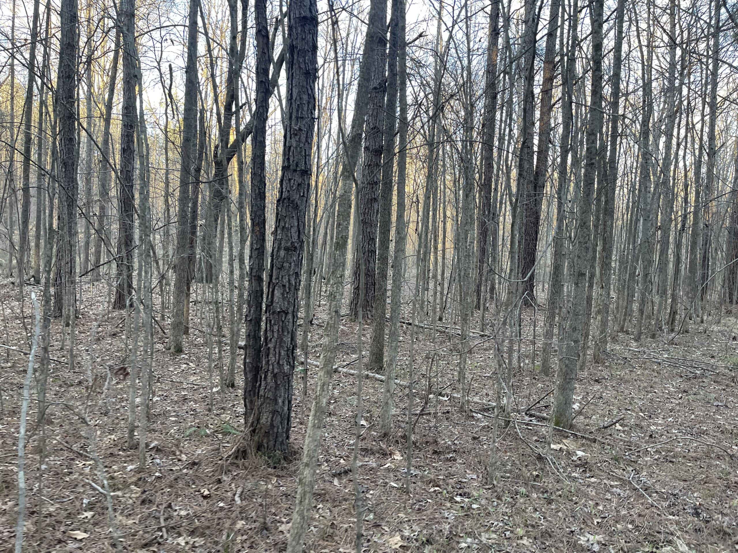 HUNTING LAND FOR SALE NEAR TN RIVER WITH CREEK 154.16Acres