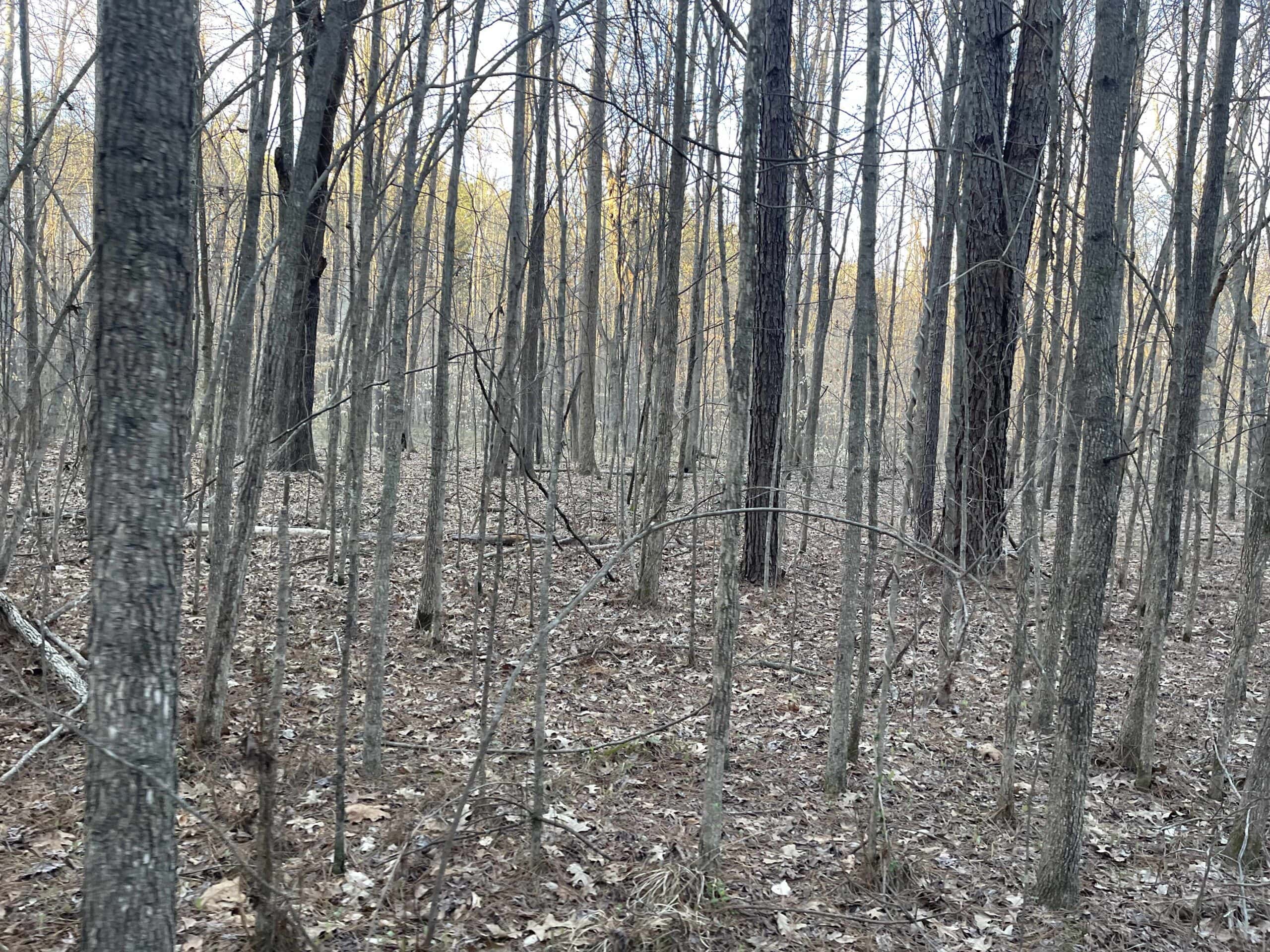 HUNTING LAND FOR SALE NEAR TN RIVER WITH CREEK 154.16Acres
