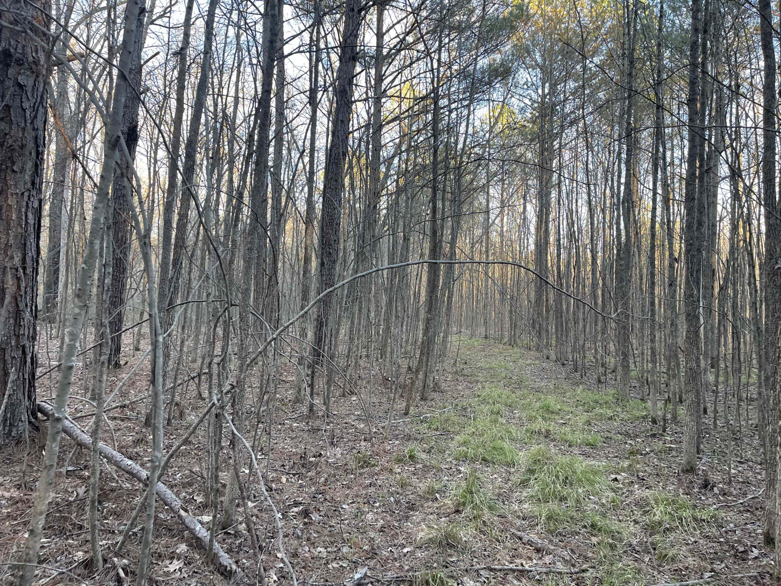 HUNTING LAND FOR SALE NEAR TN RIVER WITH CREEK 154.16Acres
