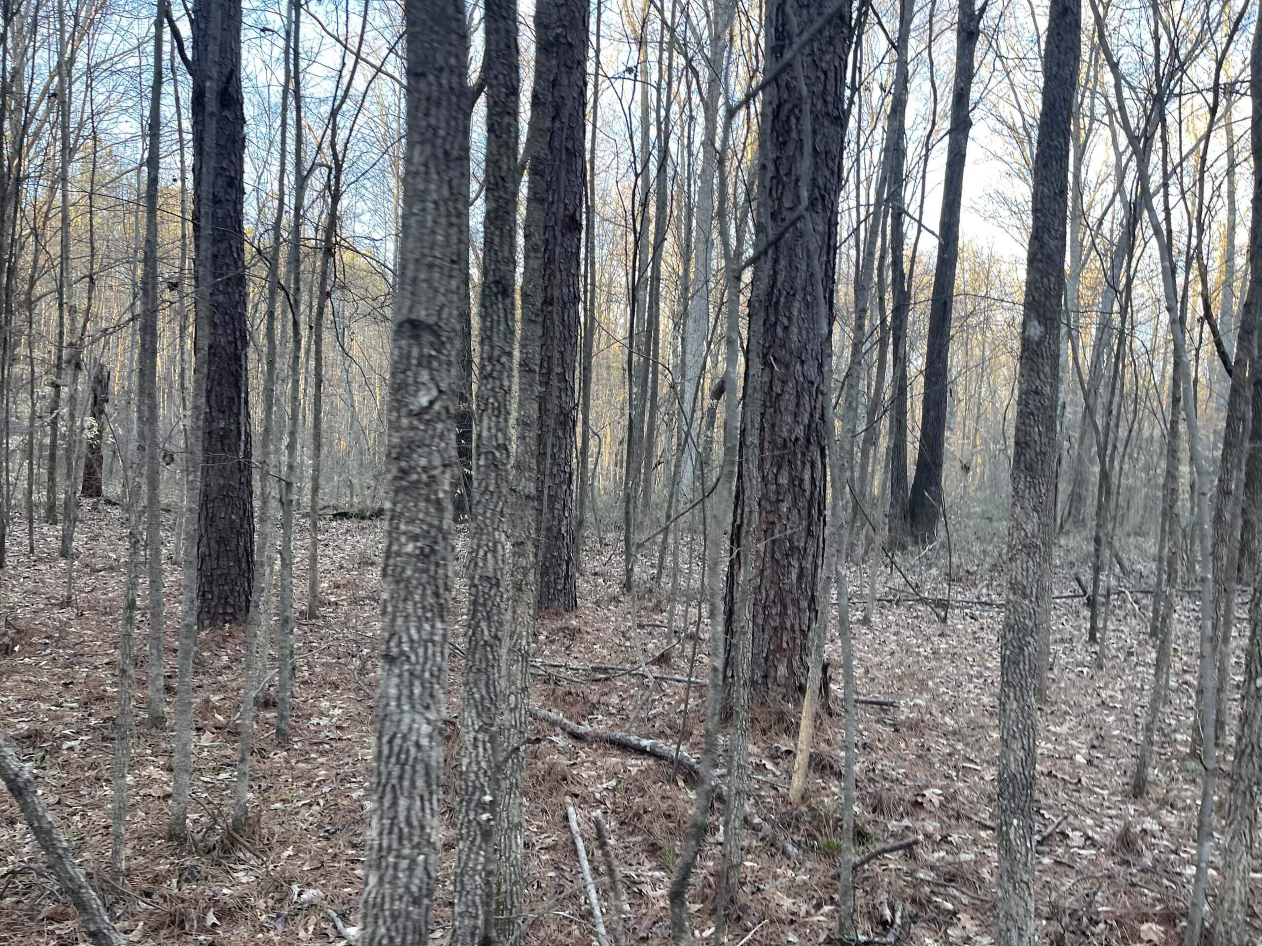 HUNTING LAND FOR SALE NEAR TN RIVER WITH CREEK 154.16Acres