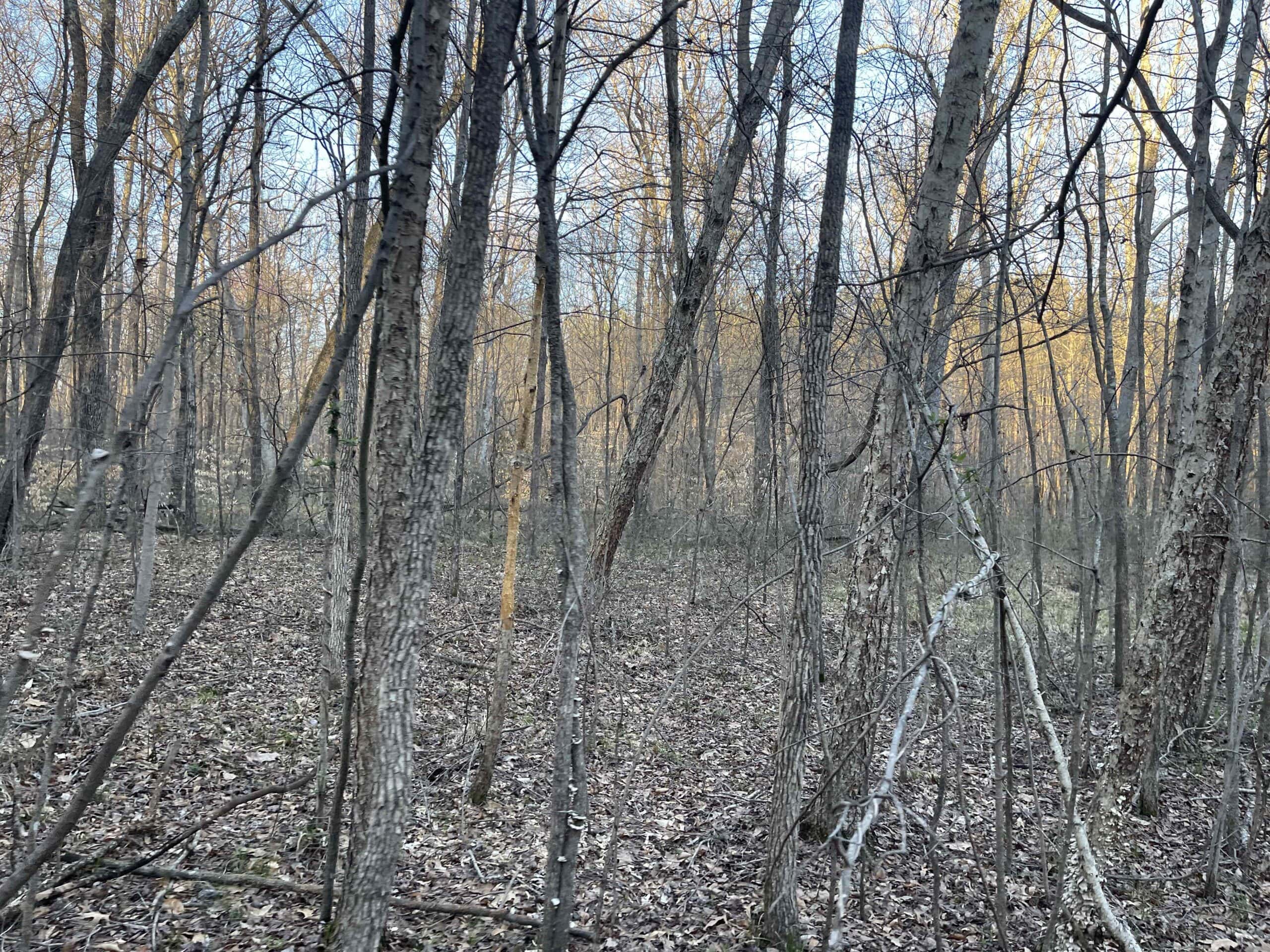 HUNTING LAND FOR SALE NEAR TN RIVER WITH CREEK 154.16Acres