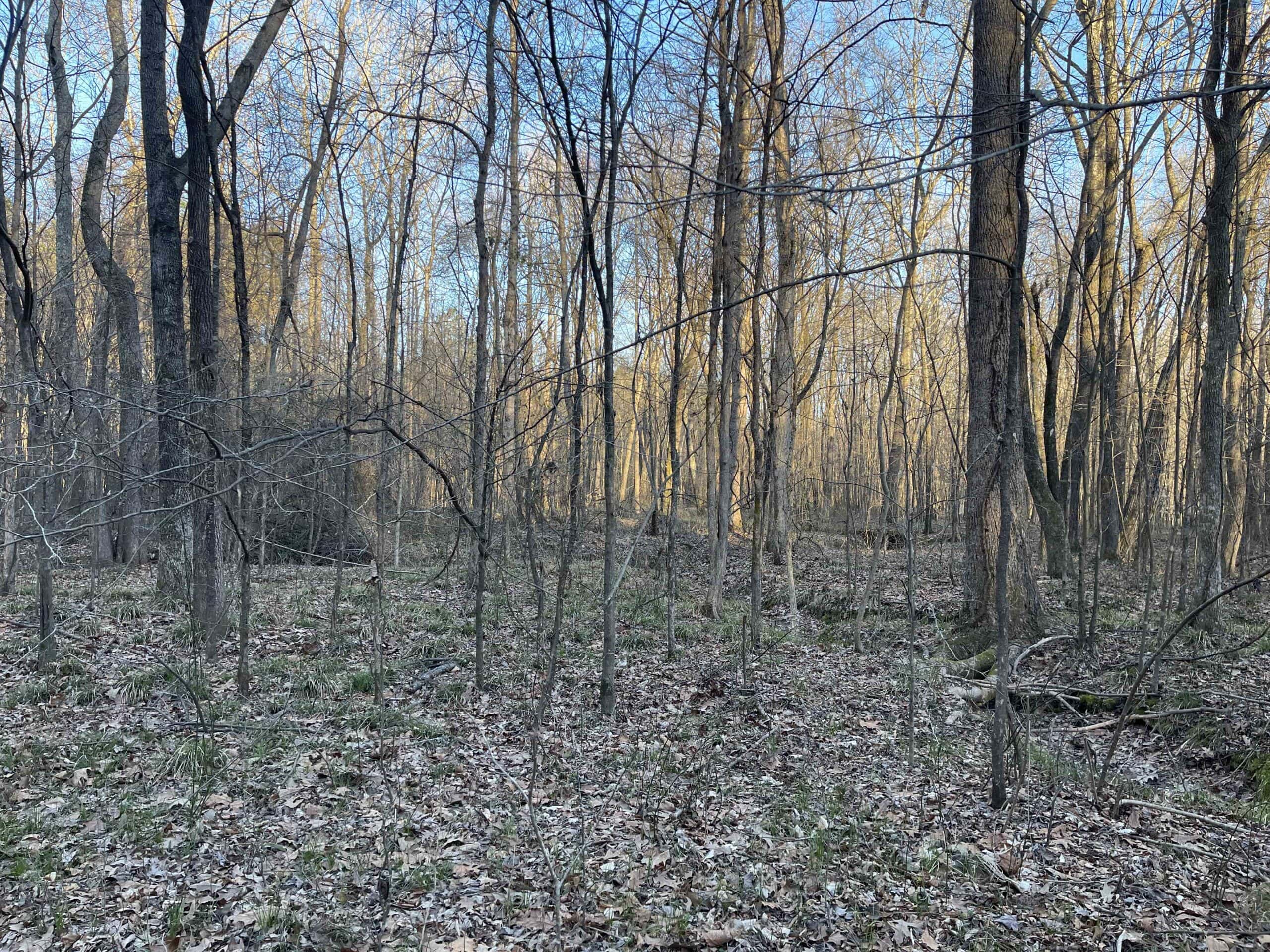 HUNTING LAND FOR SALE NEAR TN RIVER WITH CREEK 154.16Acres