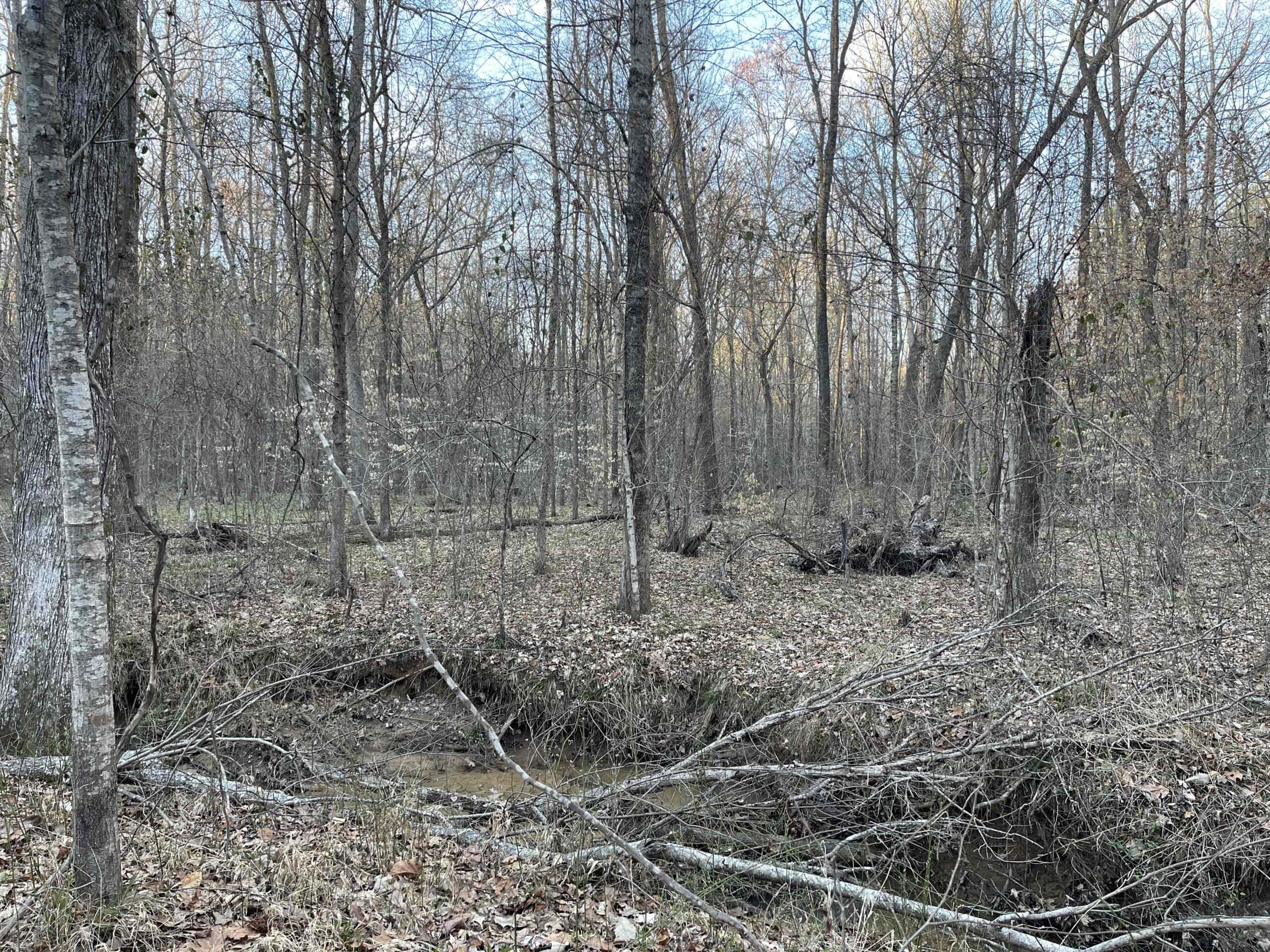 HUNTING LAND FOR SALE NEAR TN RIVER WITH CREEK 154.16Acres