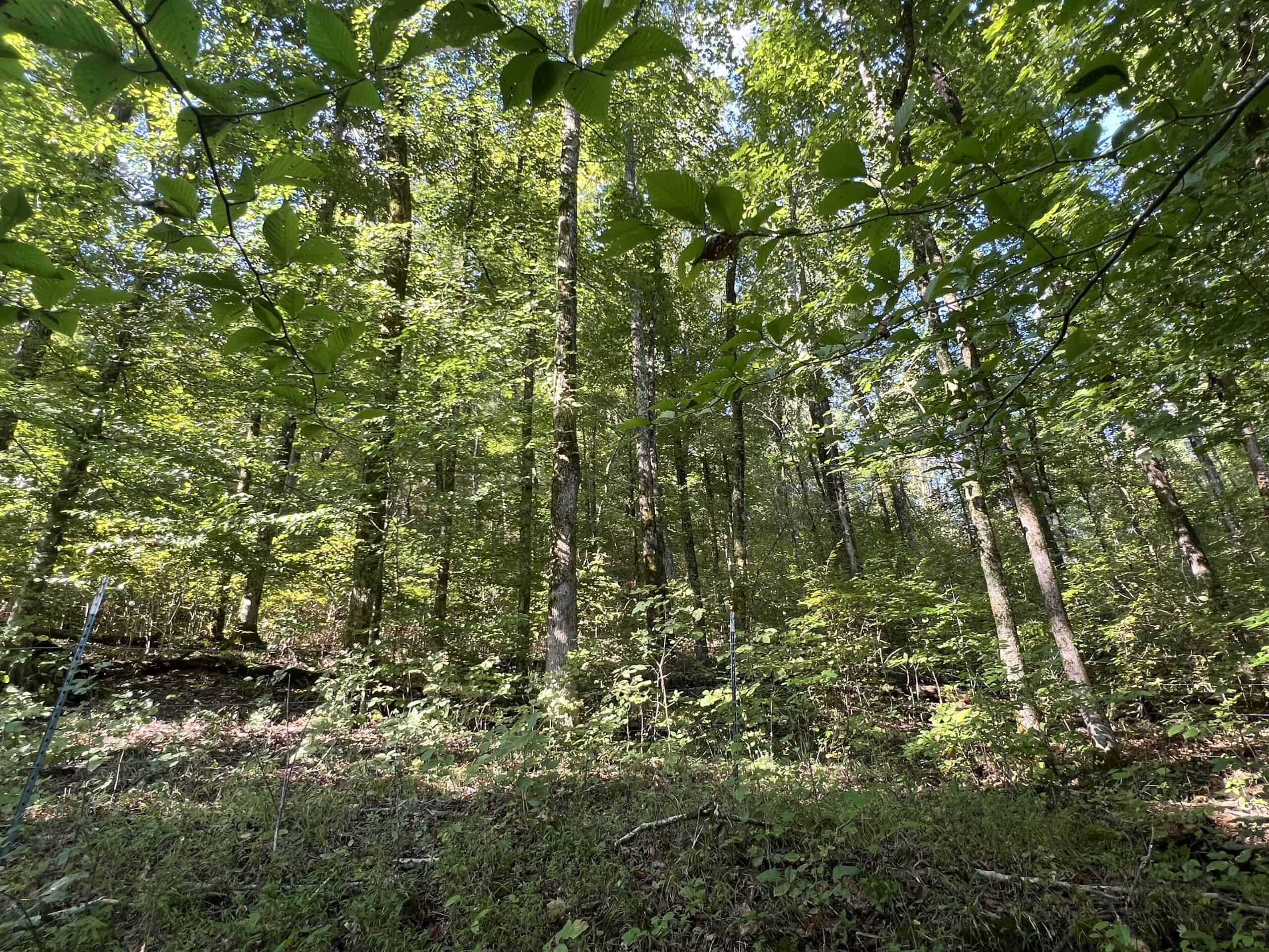 Tennessee Farm for Sale with Barn, Shop, Fencing, Septic, Creek, and Hunting