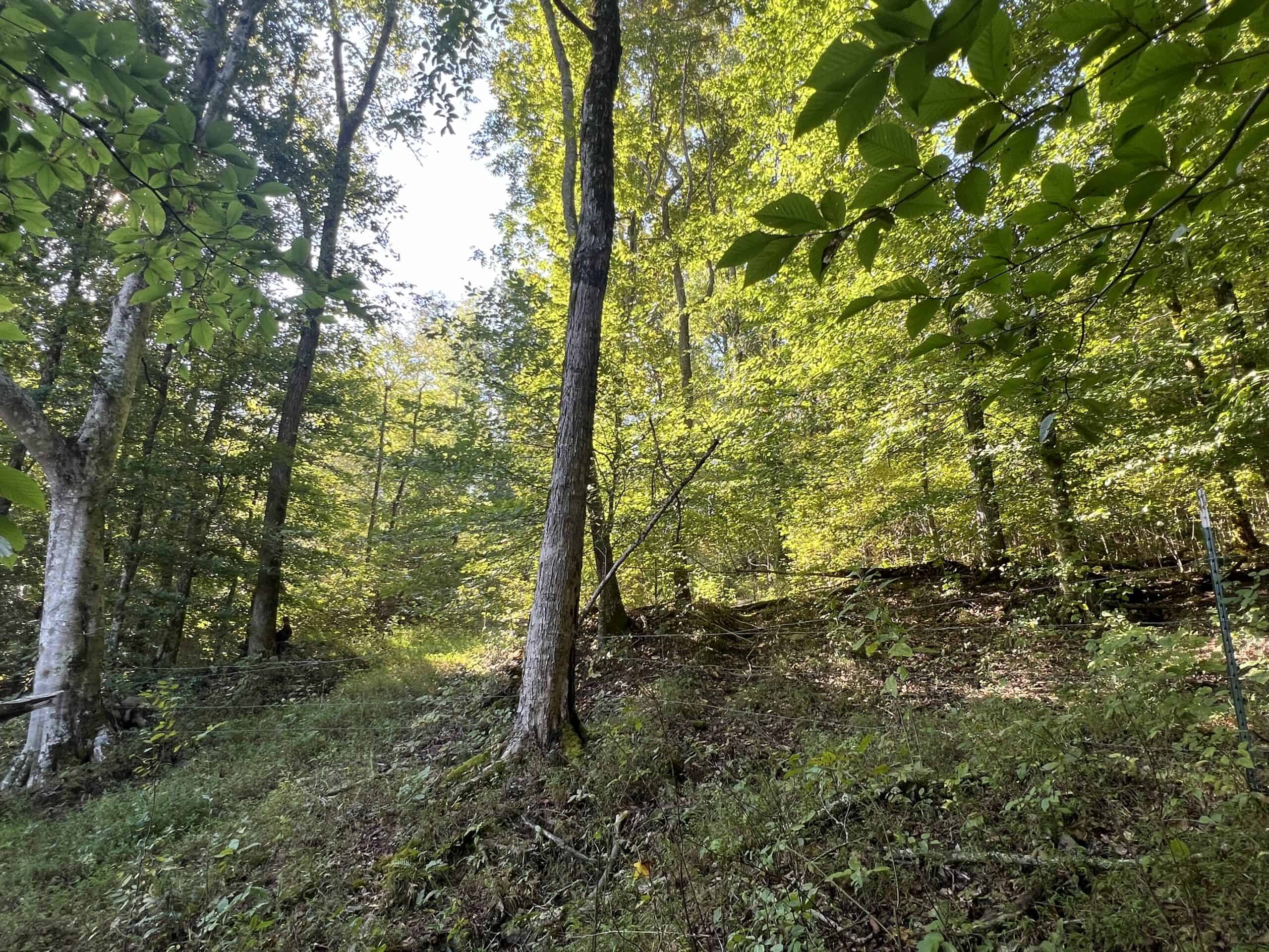 Tennessee Farm for Sale with Barn, Shop, Fencing, Septic, Creek, and Hunting