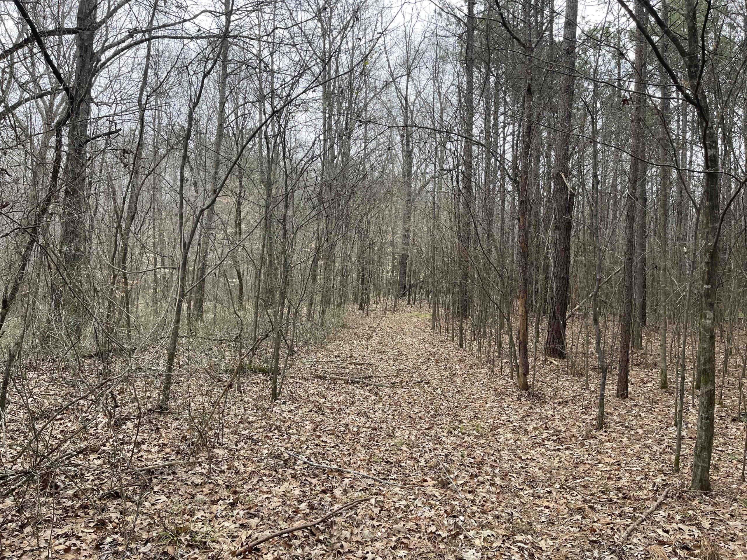 HUNTING LAND FOR SALE NEAR TN RIVER WITH CREEK 154.16Acres