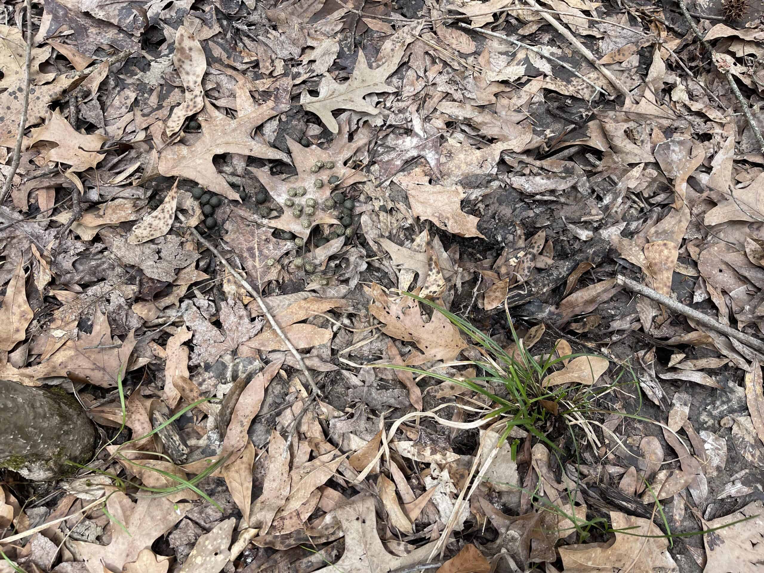 HUNTING LAND FOR SALE NEAR TN RIVER WITH CREEK 154.16Acres
