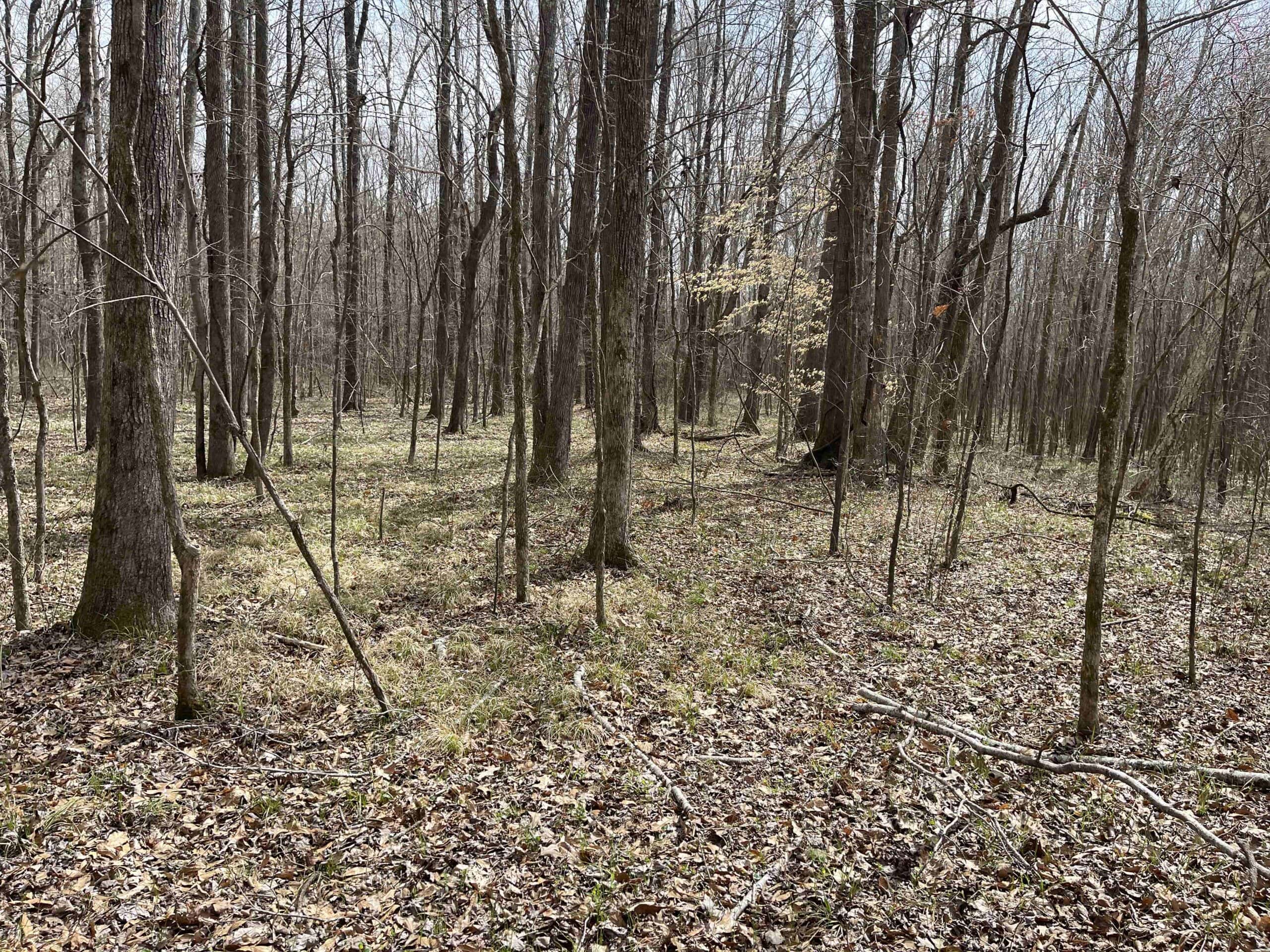 HUNTING LAND FOR SALE NEAR TN RIVER WITH CREEK 154.16Acres