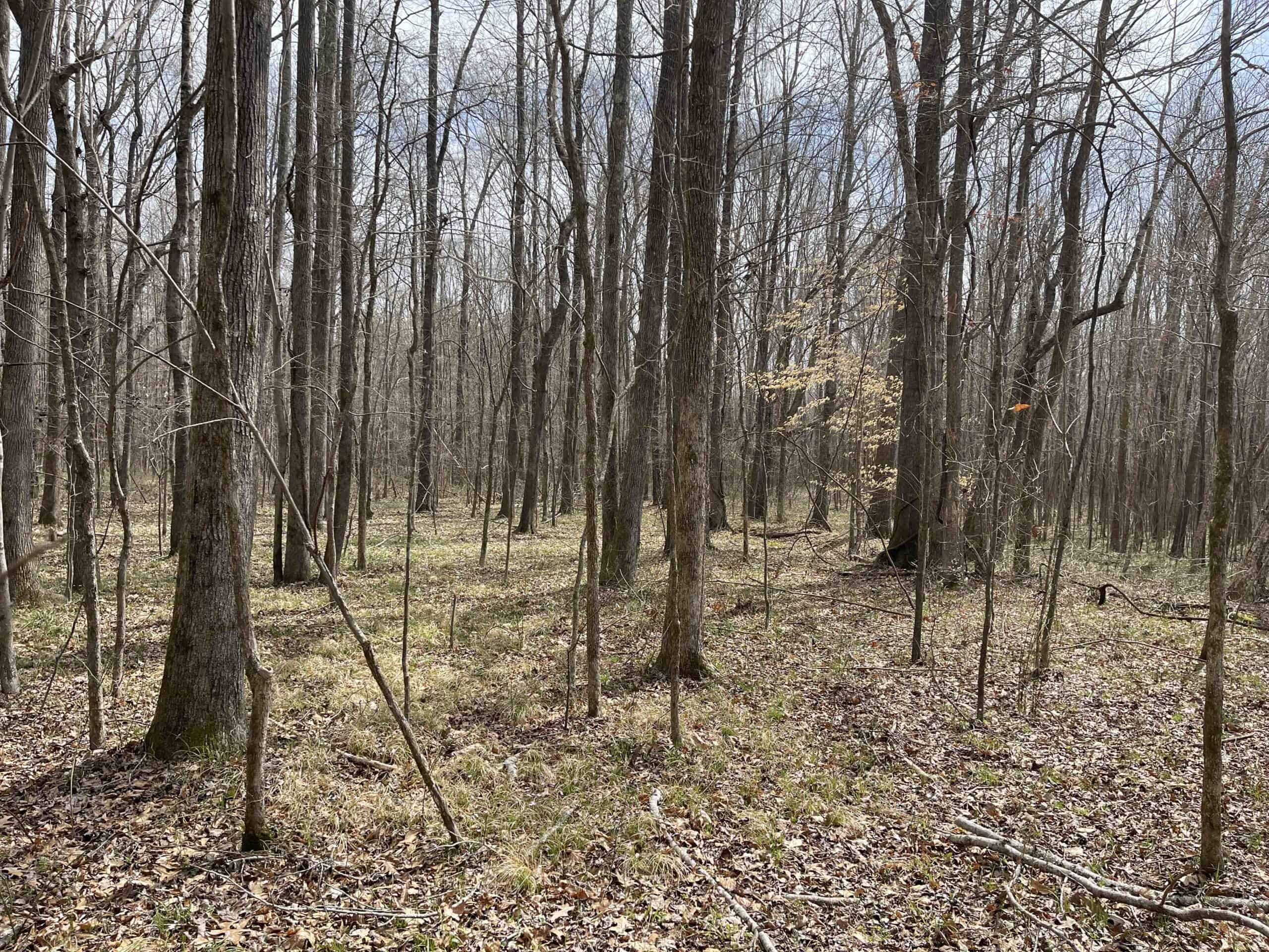 HUNTING LAND FOR SALE NEAR TN RIVER WITH CREEK 154.16Acres