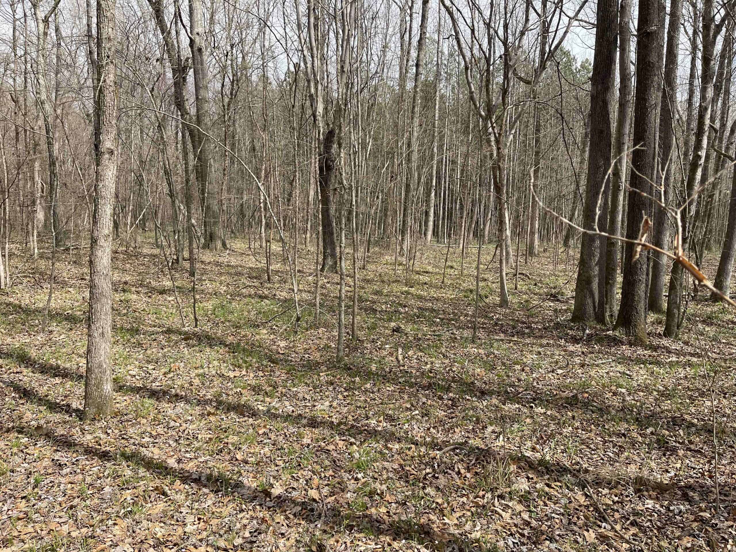 HUNTING LAND FOR SALE NEAR TN RIVER WITH CREEK 154.16Acres