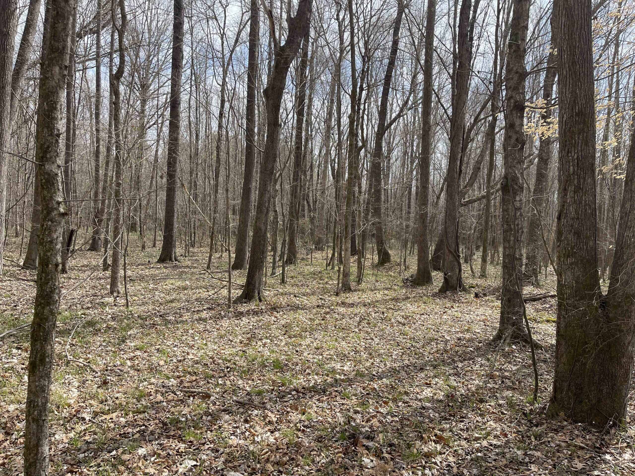 HUNTING LAND FOR SALE NEAR TN RIVER WITH CREEK 154.16Acres