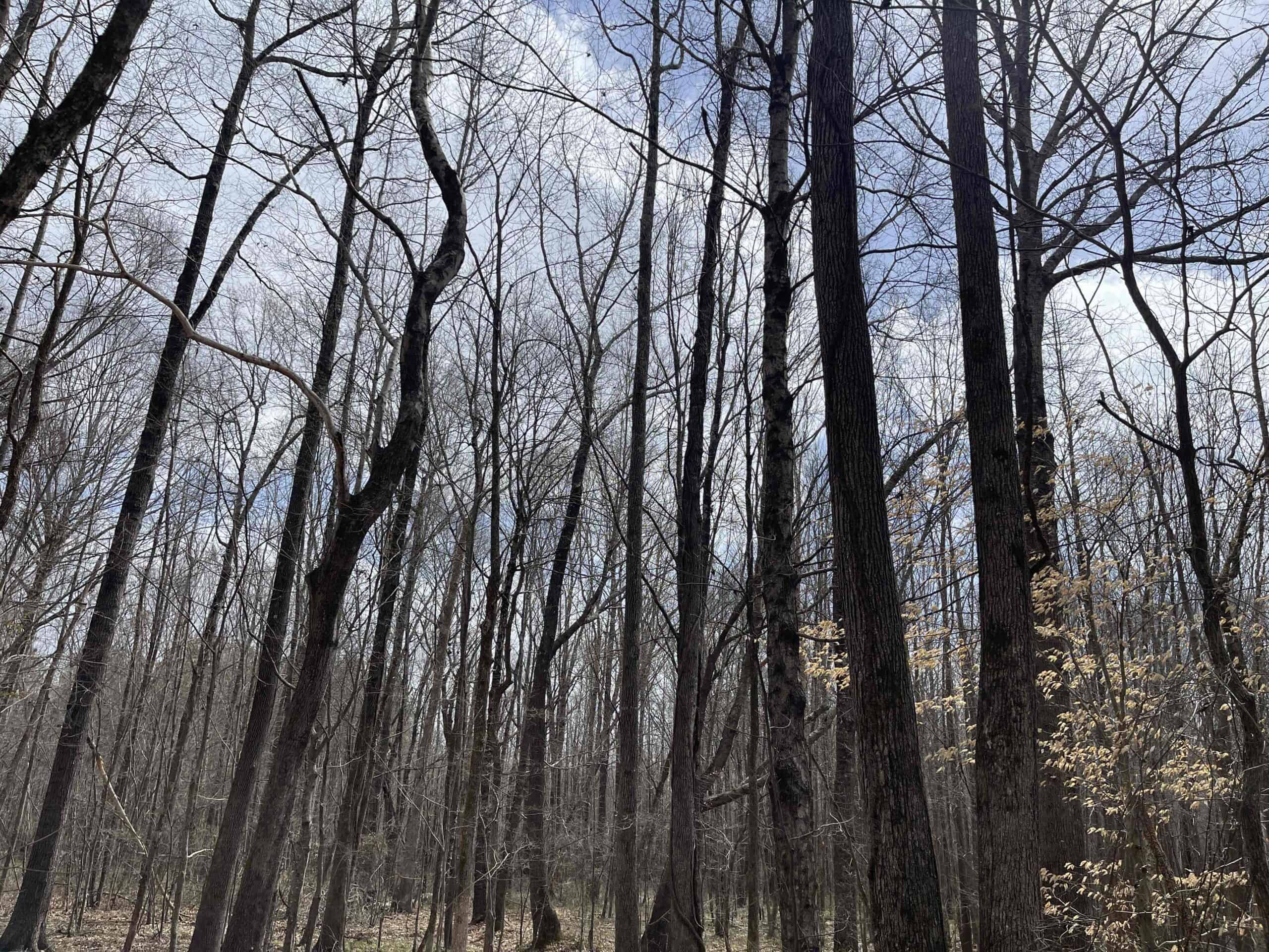 HUNTING LAND FOR SALE NEAR TN RIVER WITH CREEK 154.16Acres