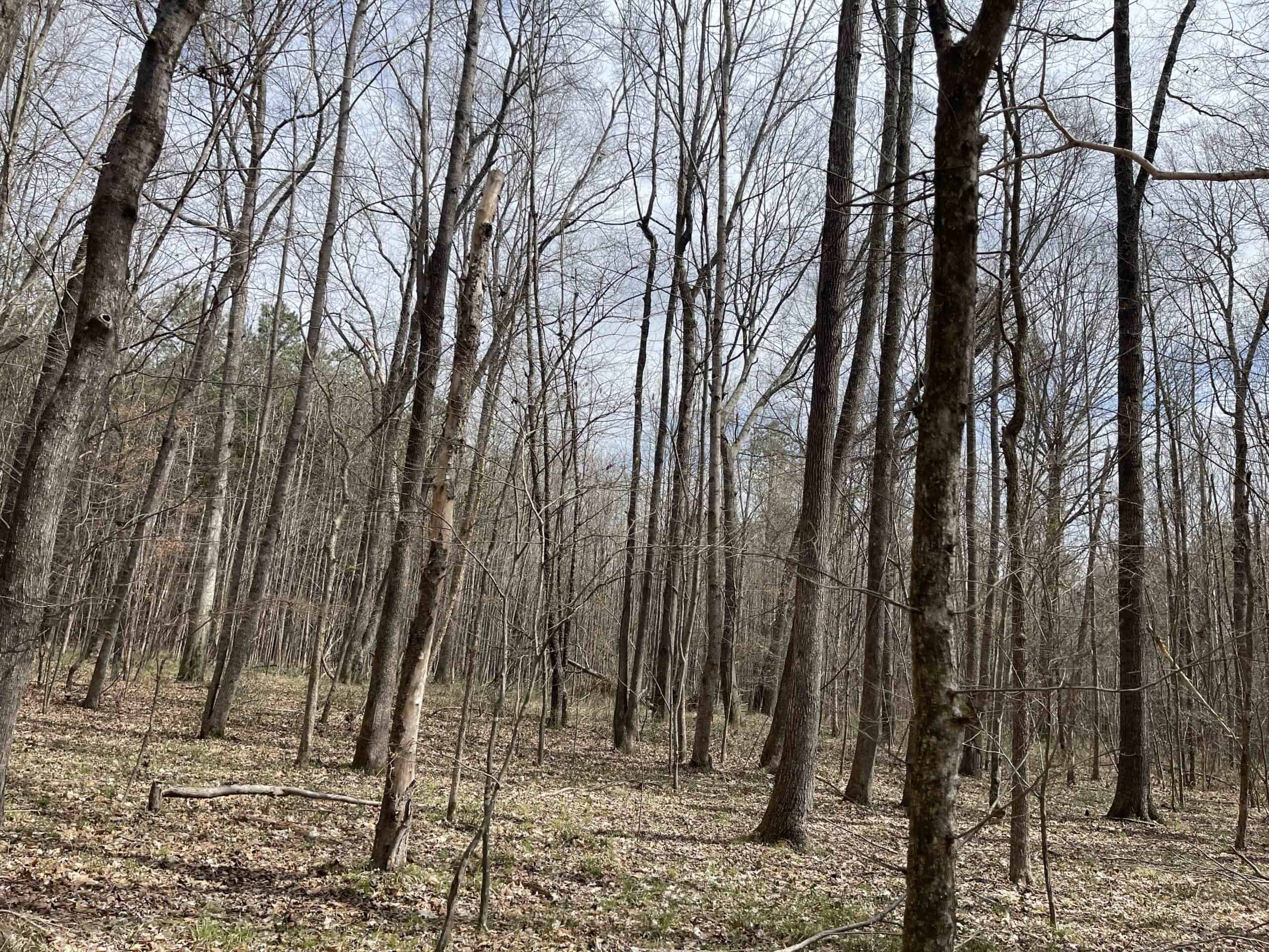 HUNTING LAND FOR SALE NEAR TN RIVER WITH CREEK 154.16Acres