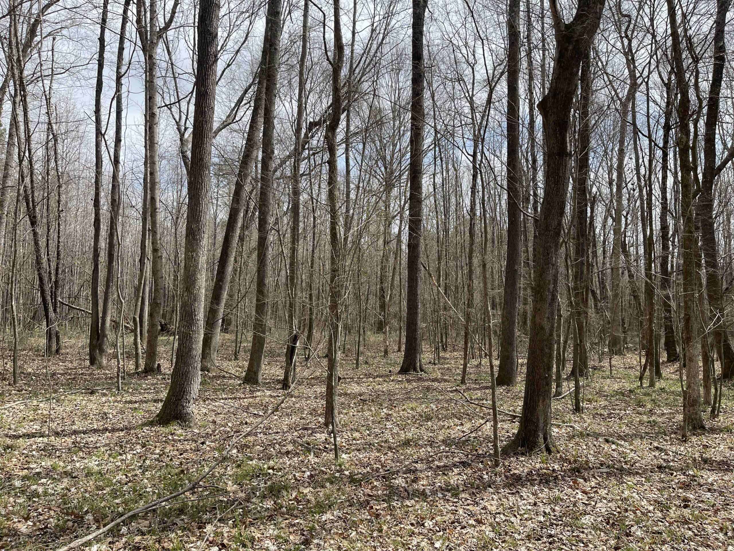 HUNTING LAND FOR SALE NEAR TN RIVER WITH CREEK 154.16Acres