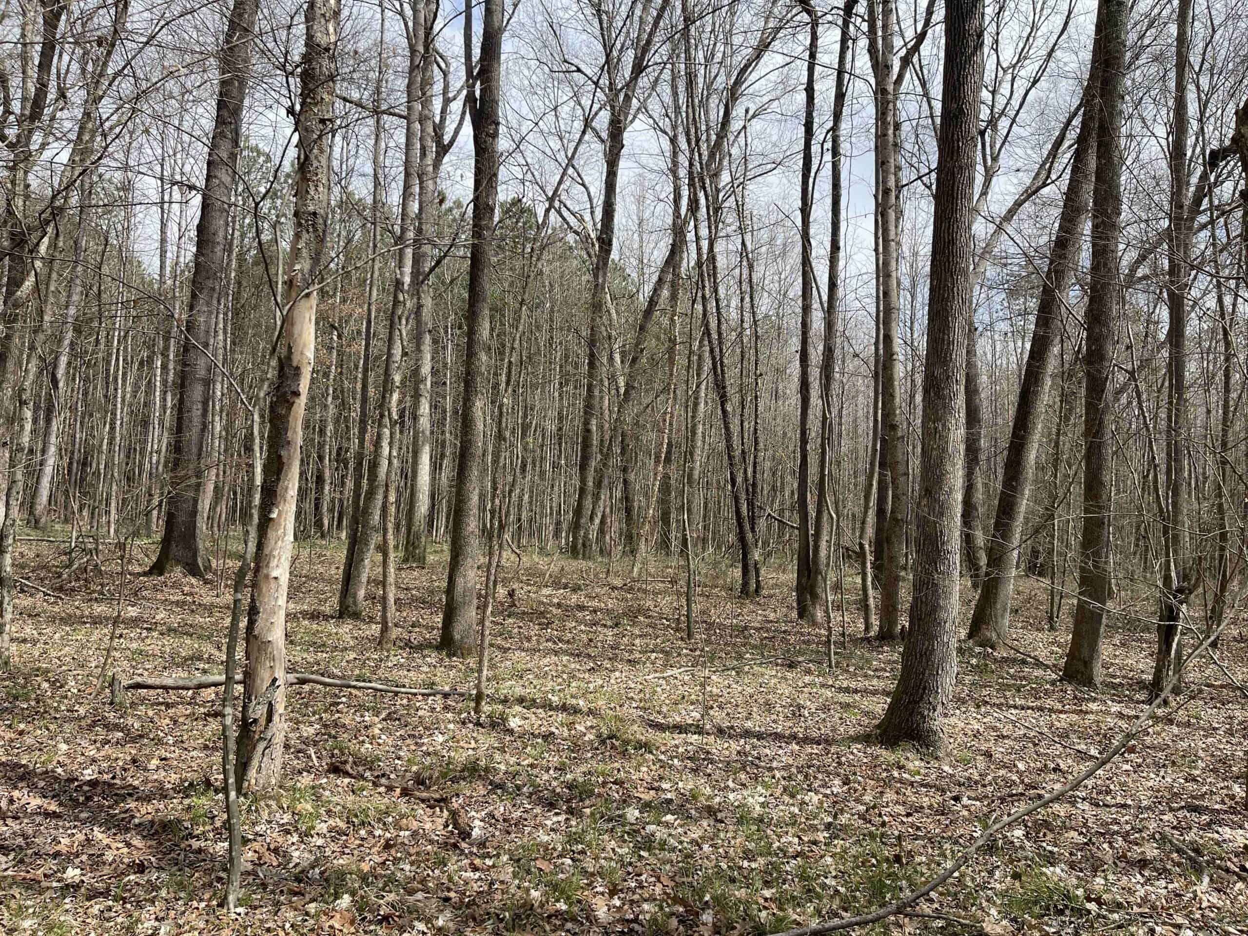 HUNTING LAND FOR SALE NEAR TN RIVER WITH CREEK 154.16Acres