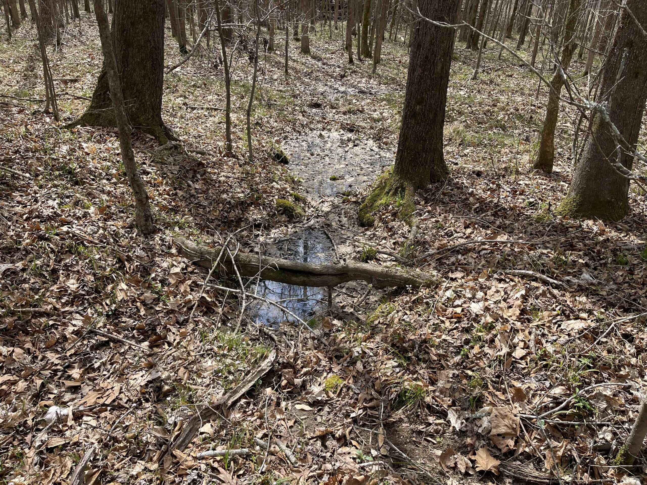 HUNTING LAND FOR SALE NEAR TN RIVER WITH CREEK 154.16Acres