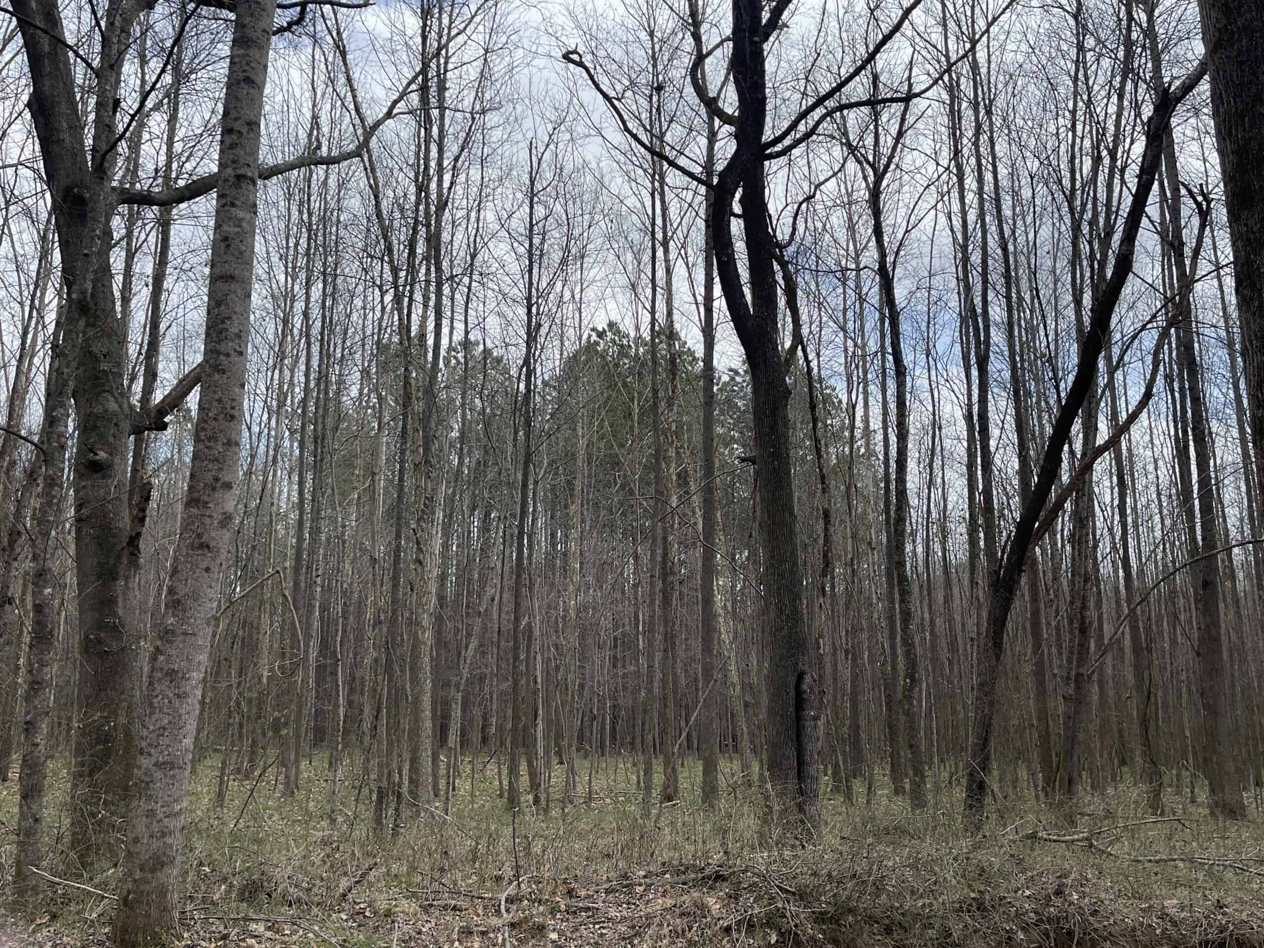HUNTING LAND FOR SALE NEAR TN RIVER WITH CREEK 154.16Acres