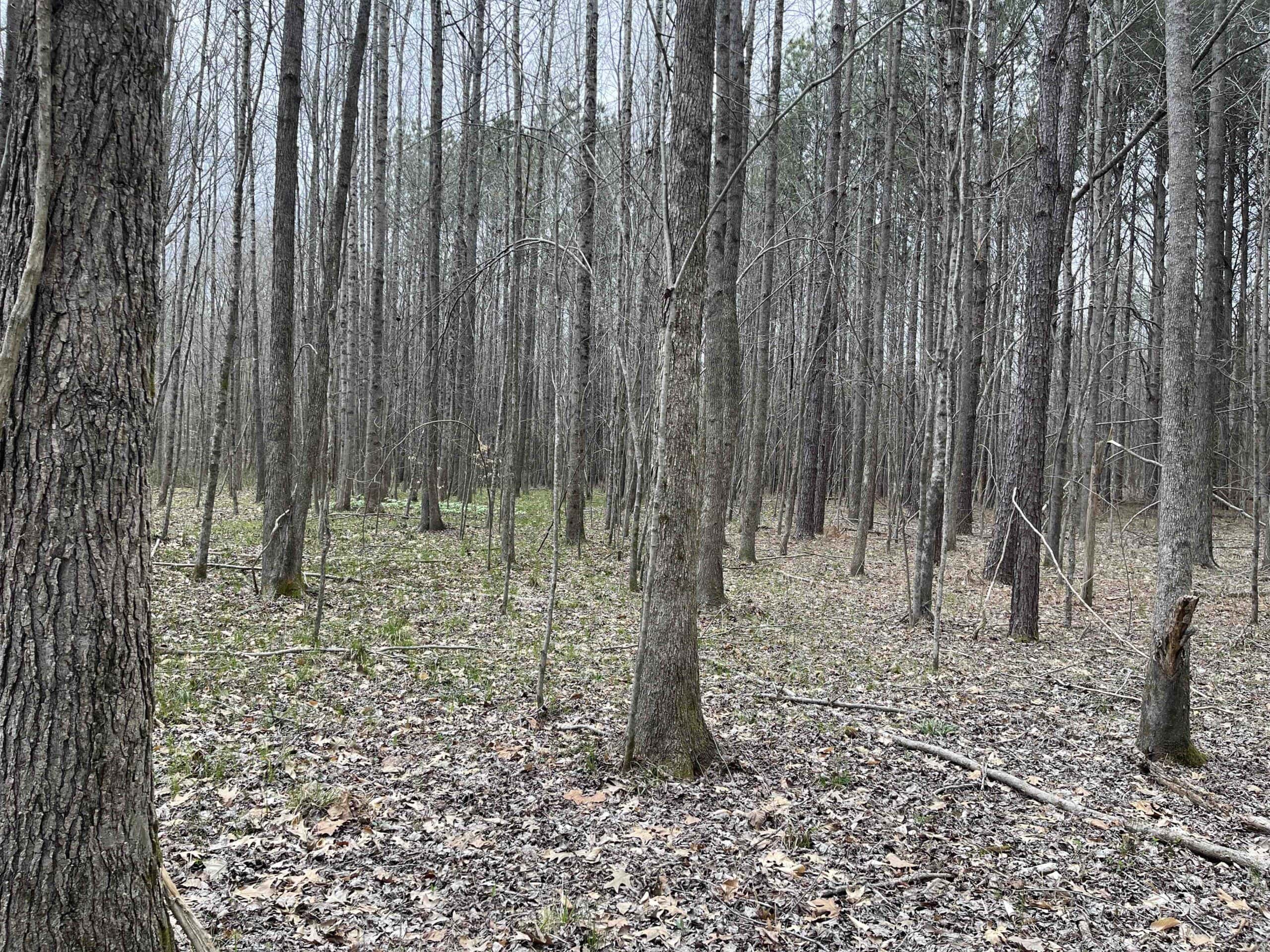 HUNTING LAND FOR SALE NEAR TN RIVER WITH CREEK 154.16Acres