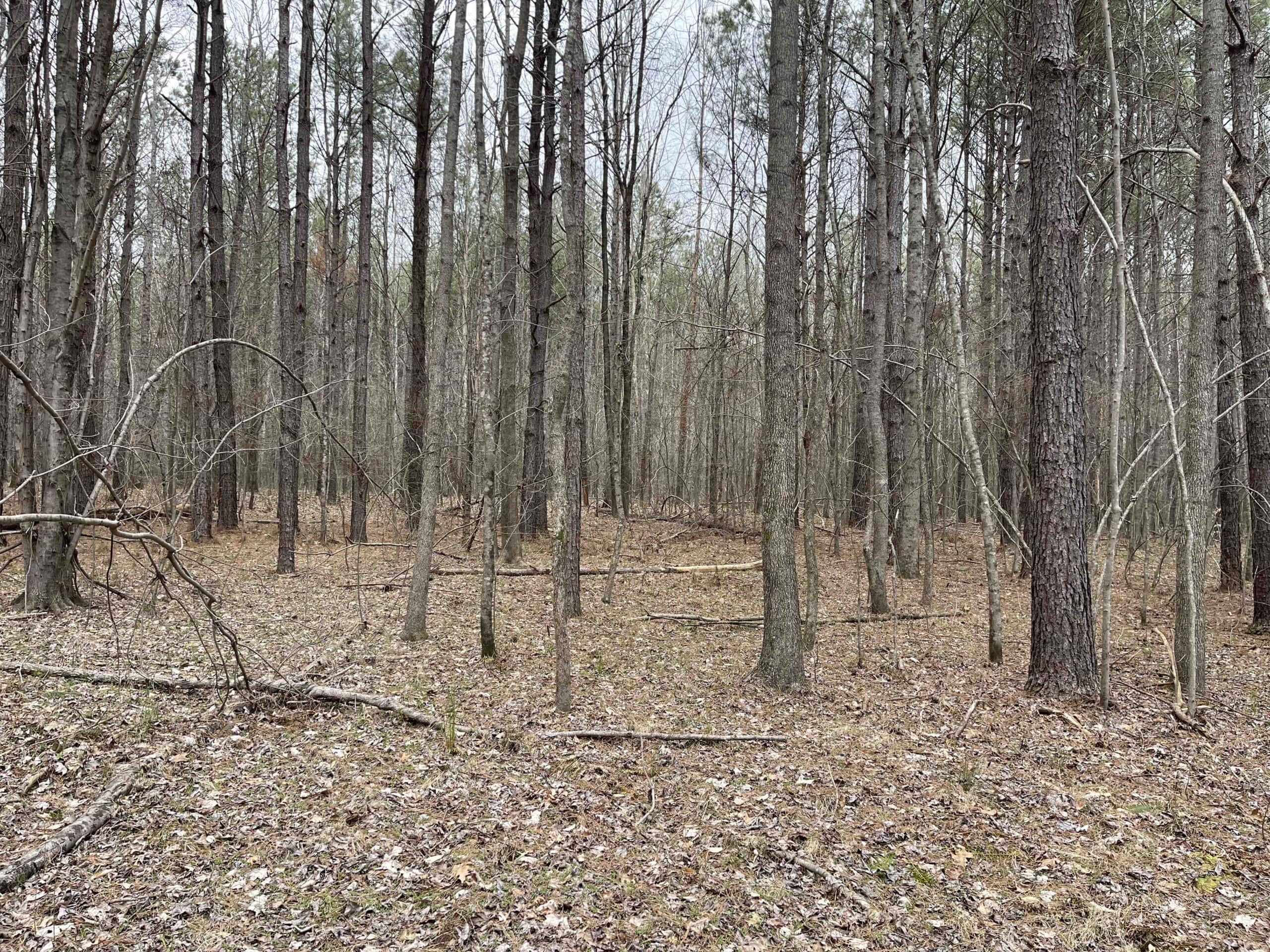 HUNTING LAND FOR SALE NEAR TN RIVER WITH CREEK 154.16Acres