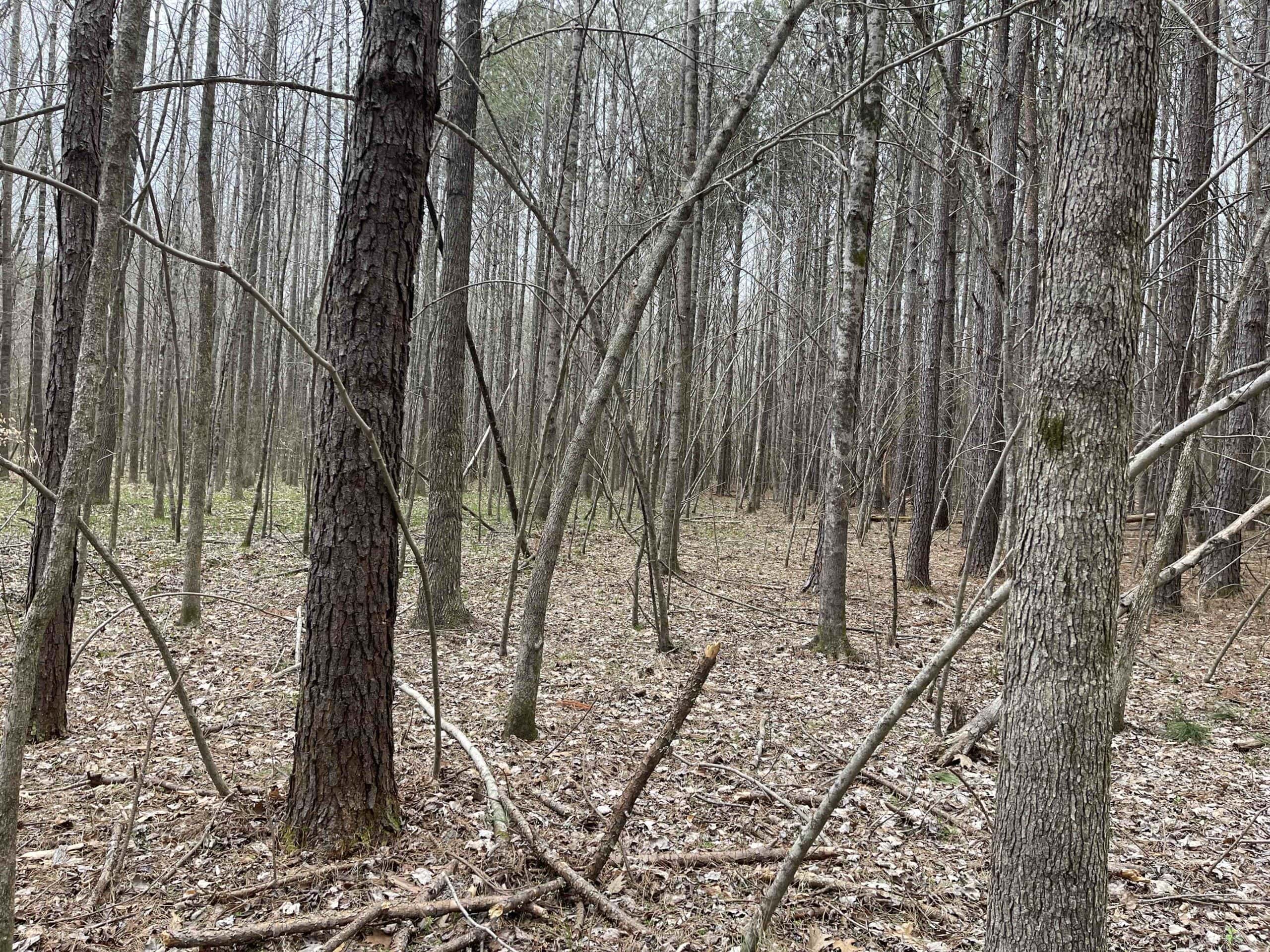 HUNTING LAND FOR SALE NEAR TN RIVER WITH CREEK 154.16Acres