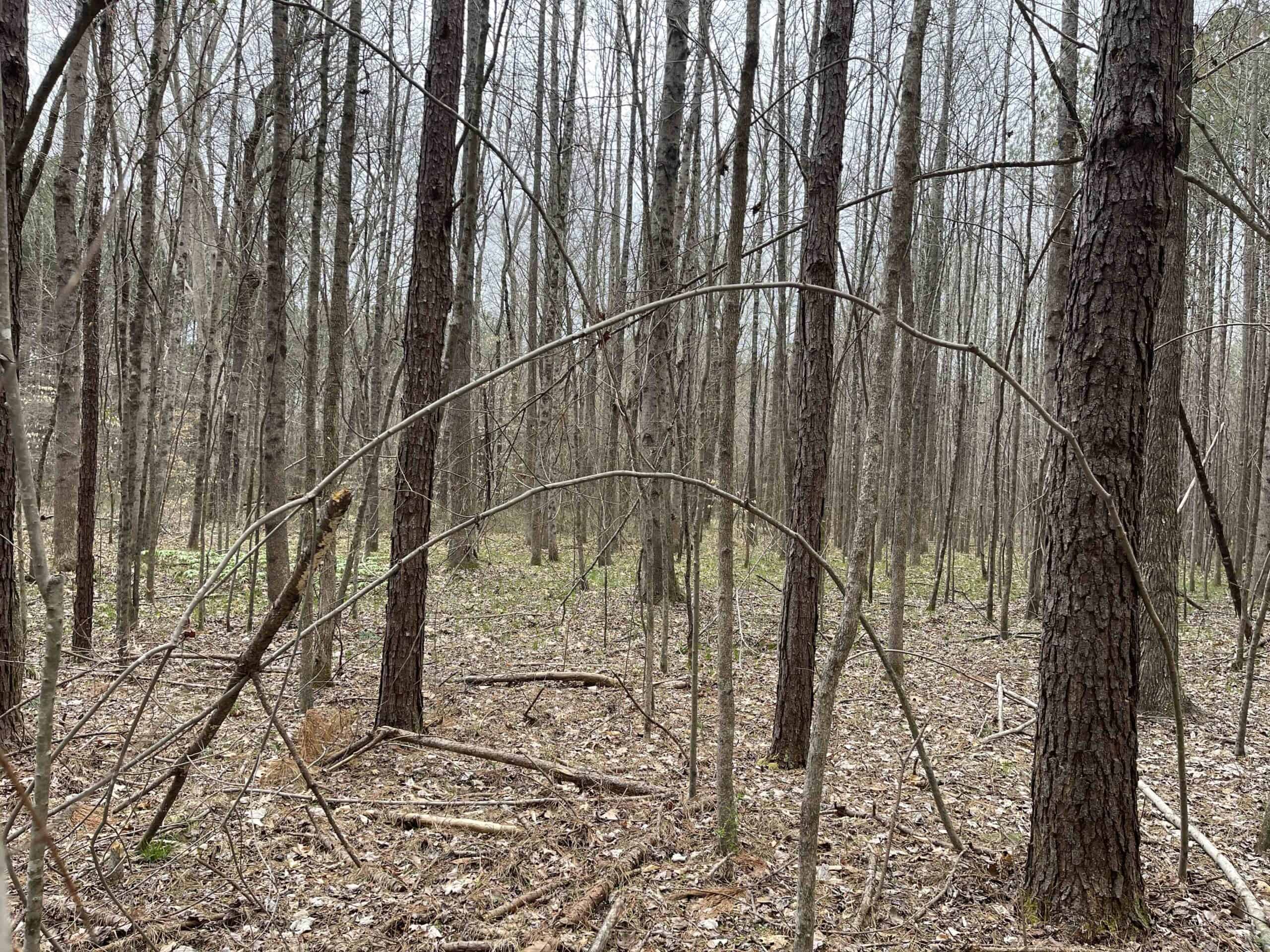 HUNTING LAND FOR SALE NEAR TN RIVER WITH CREEK 154.16Acres