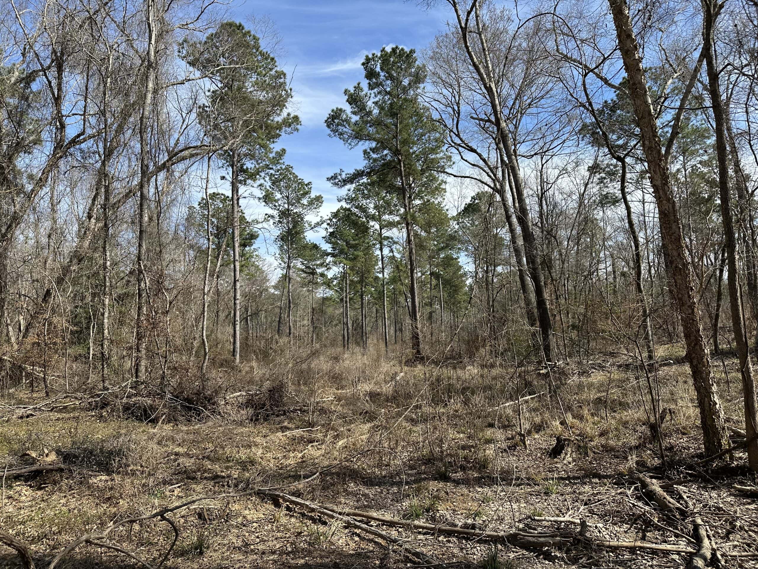 East Texas Hunting/Recreational/Timber Land For Sale