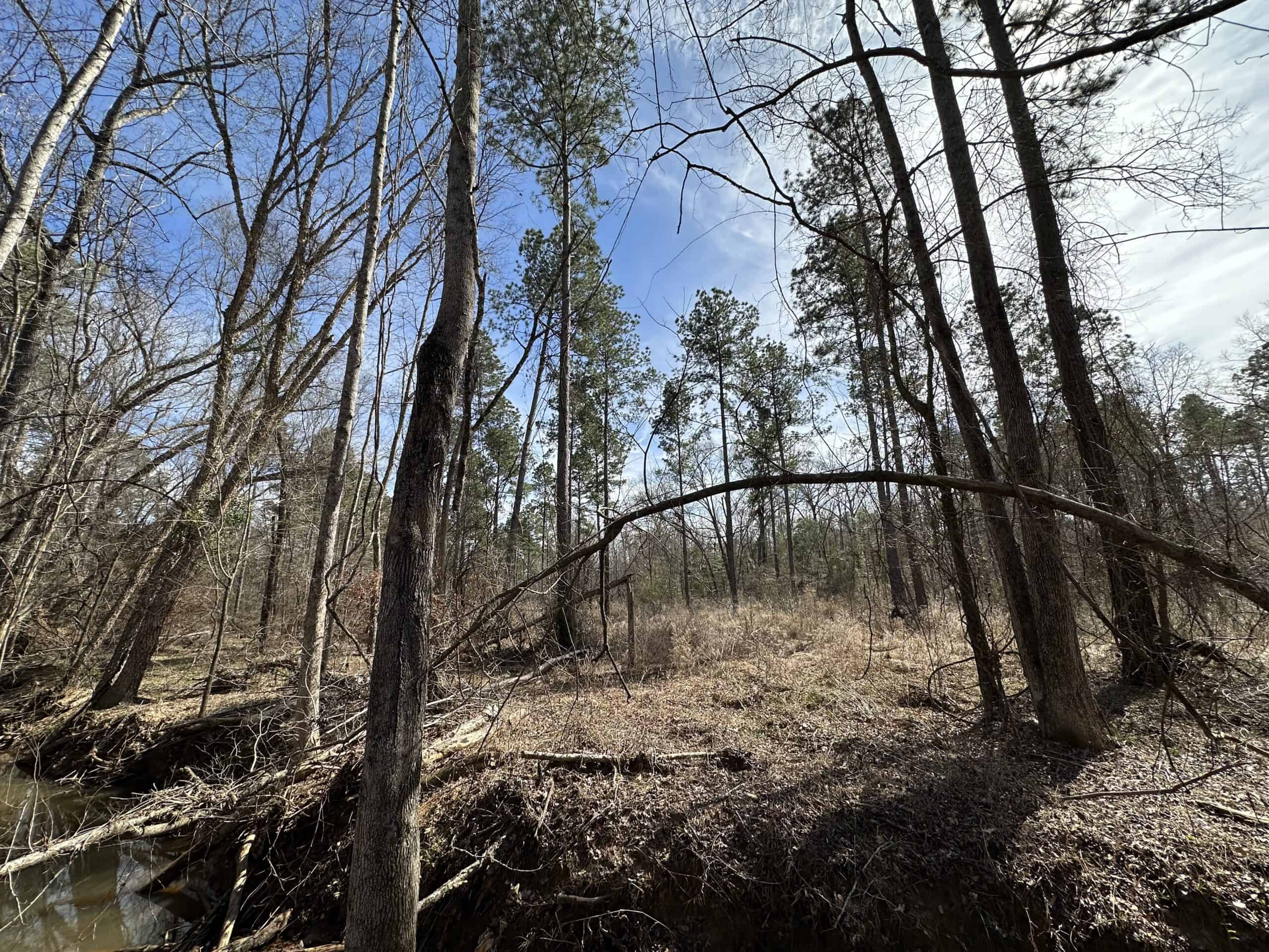 East Texas Hunting/Recreational/Timber Land For Sale