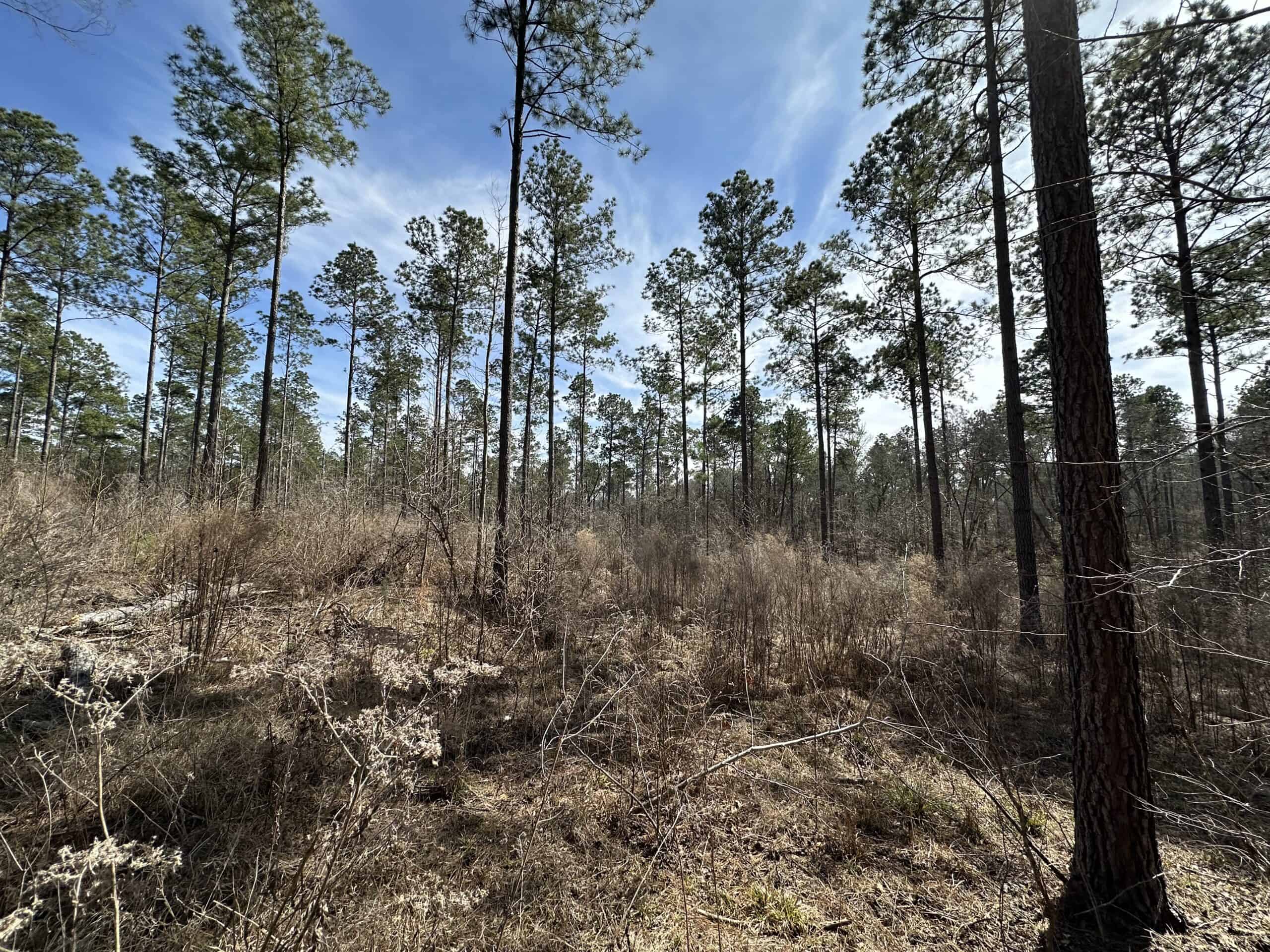 East Texas Hunting/Recreational/Timber Land For Sale