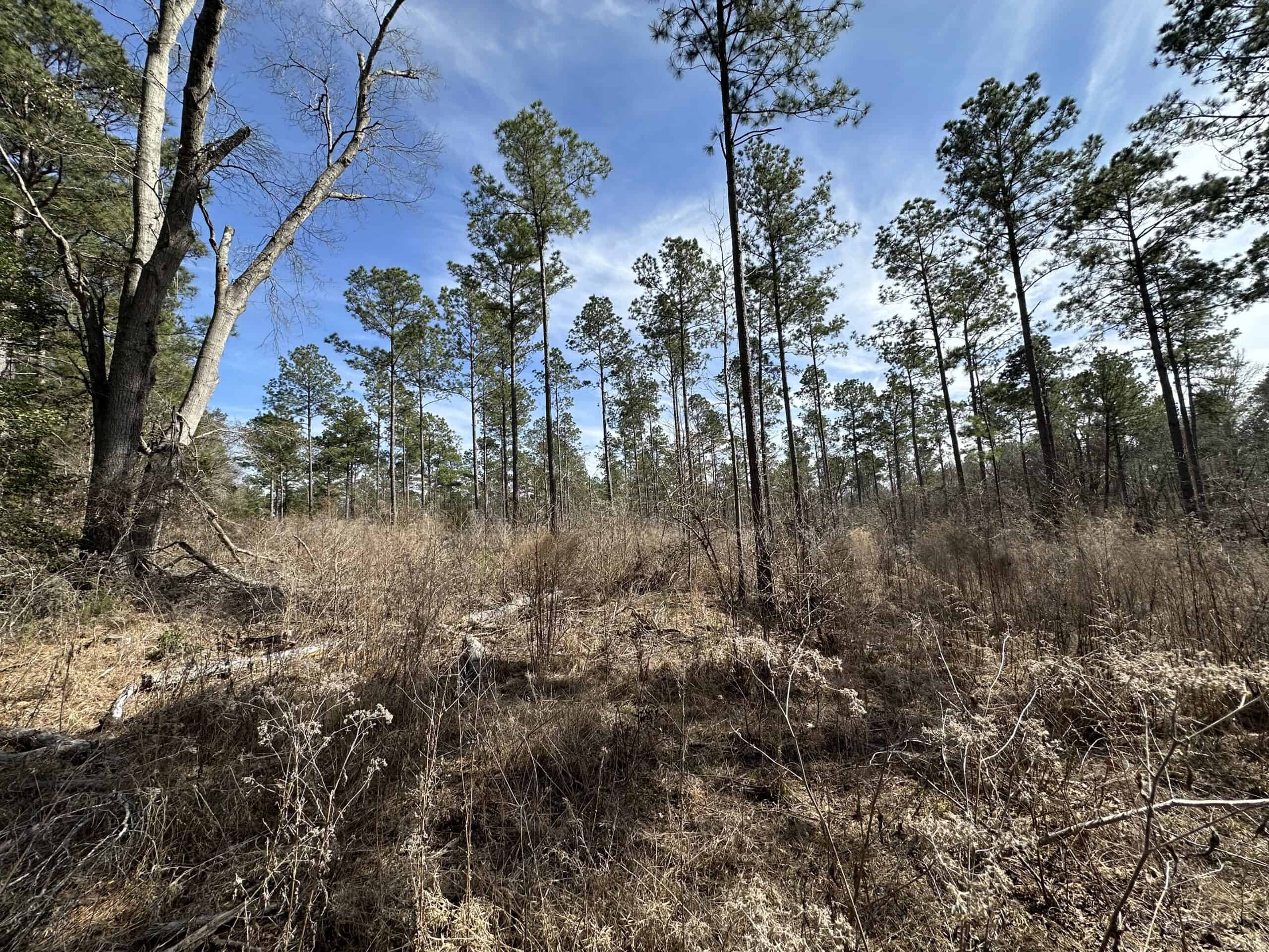East Texas Hunting/Recreational/Timber Land For Sale