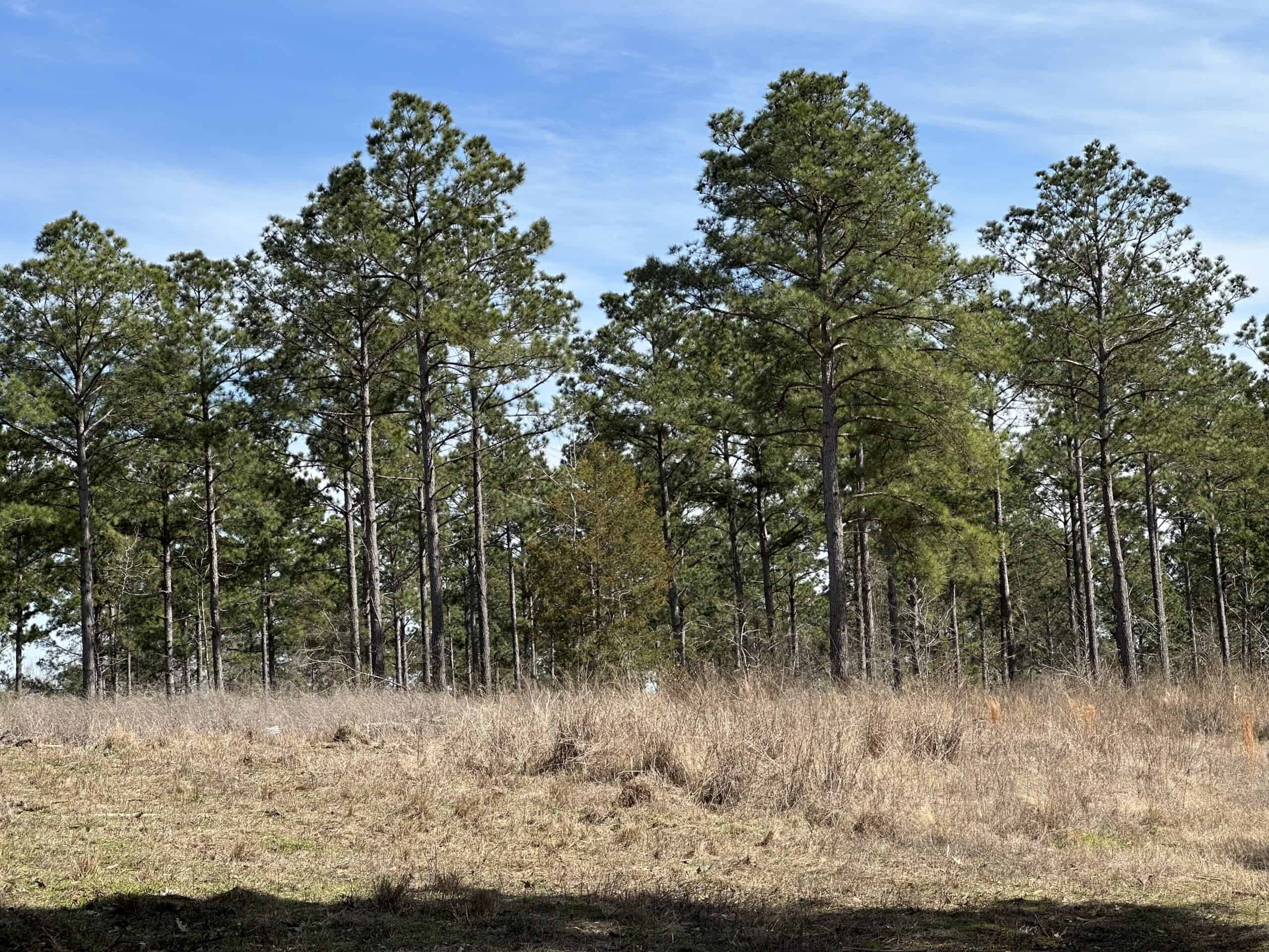 East Texas Hunting/Recreational/Timber Land For Sale
