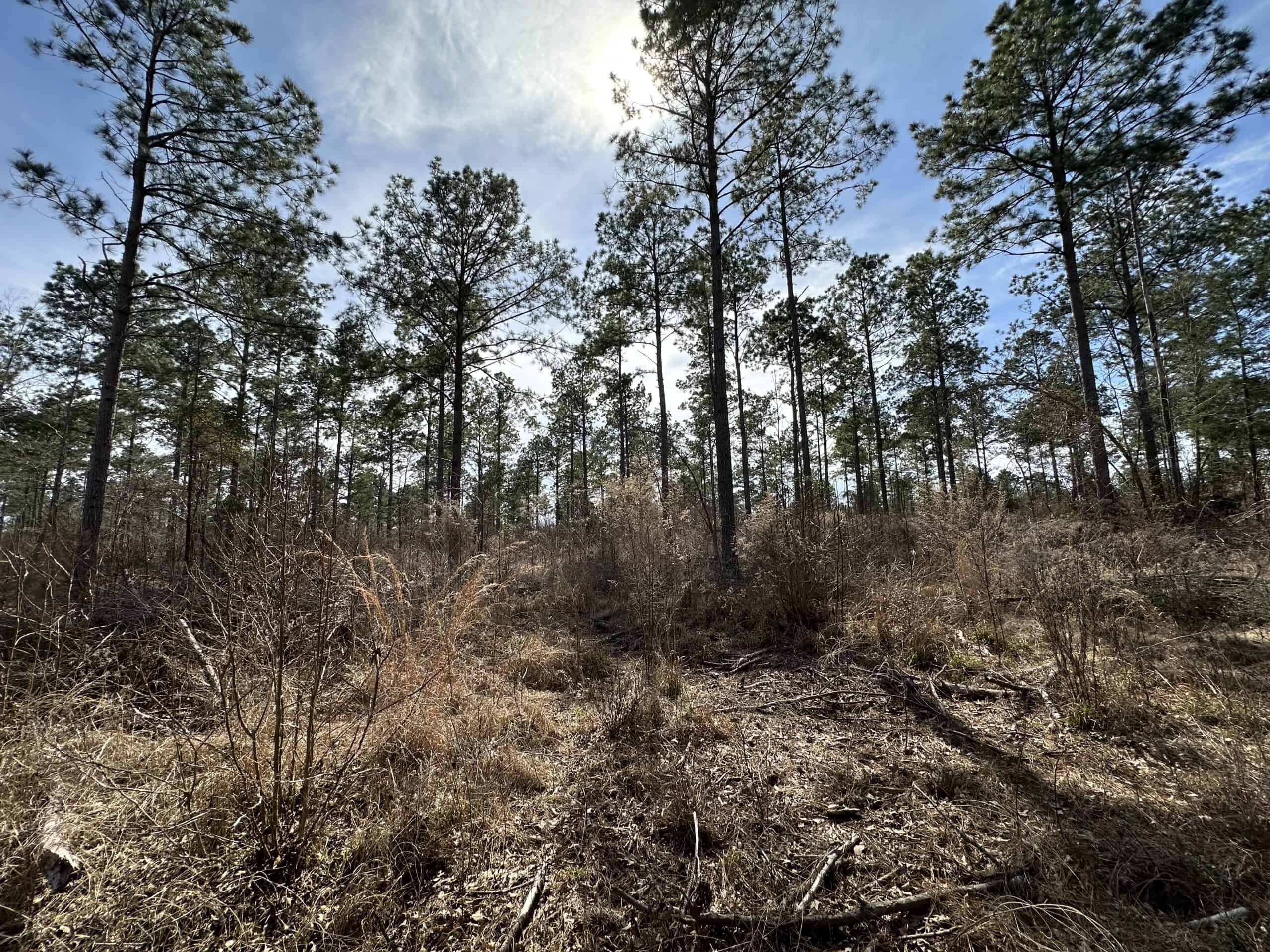 East Texas Hunting/Recreational/Timber Land For Sale