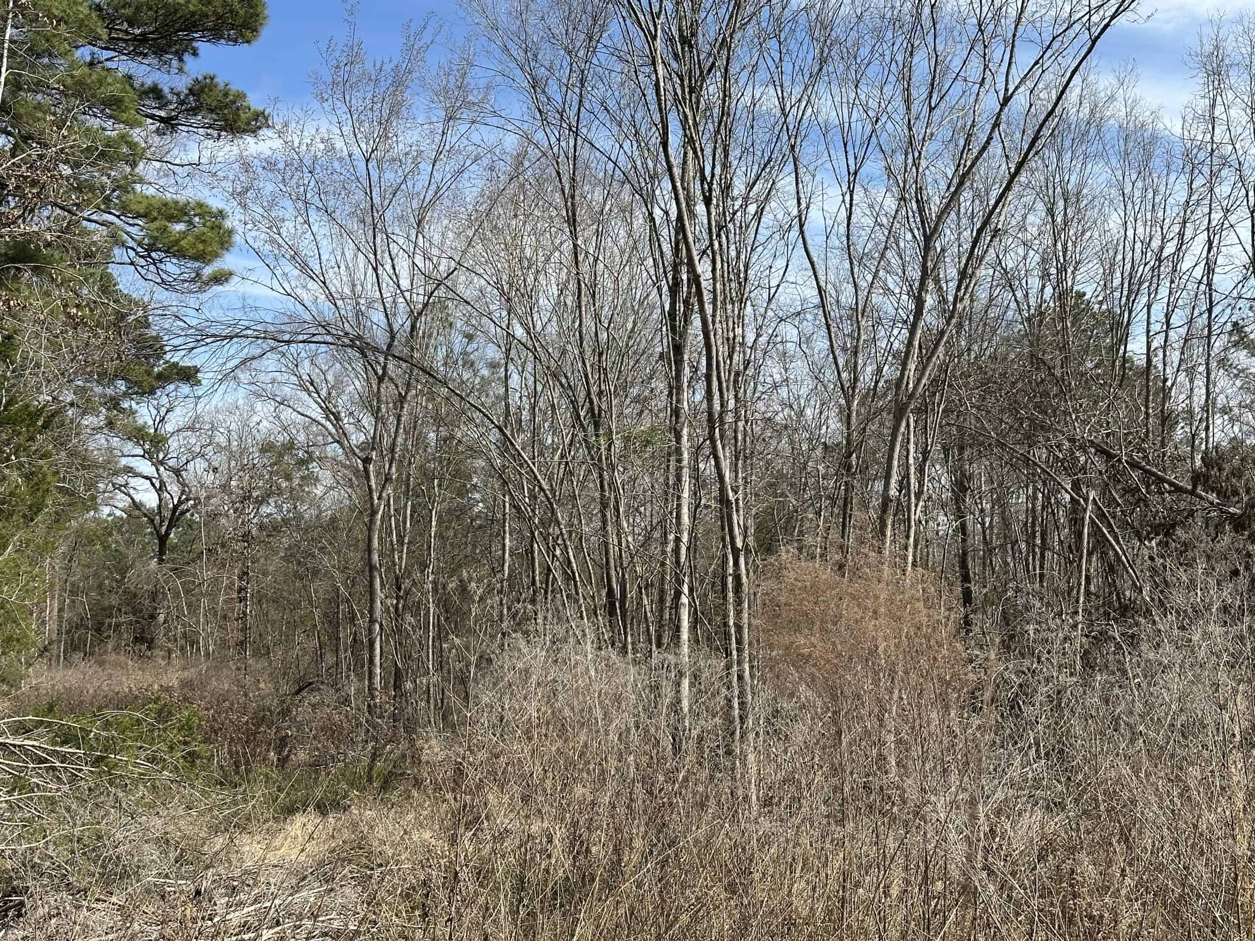 East Texas Hunting/Recreational/Timber Land For Sale