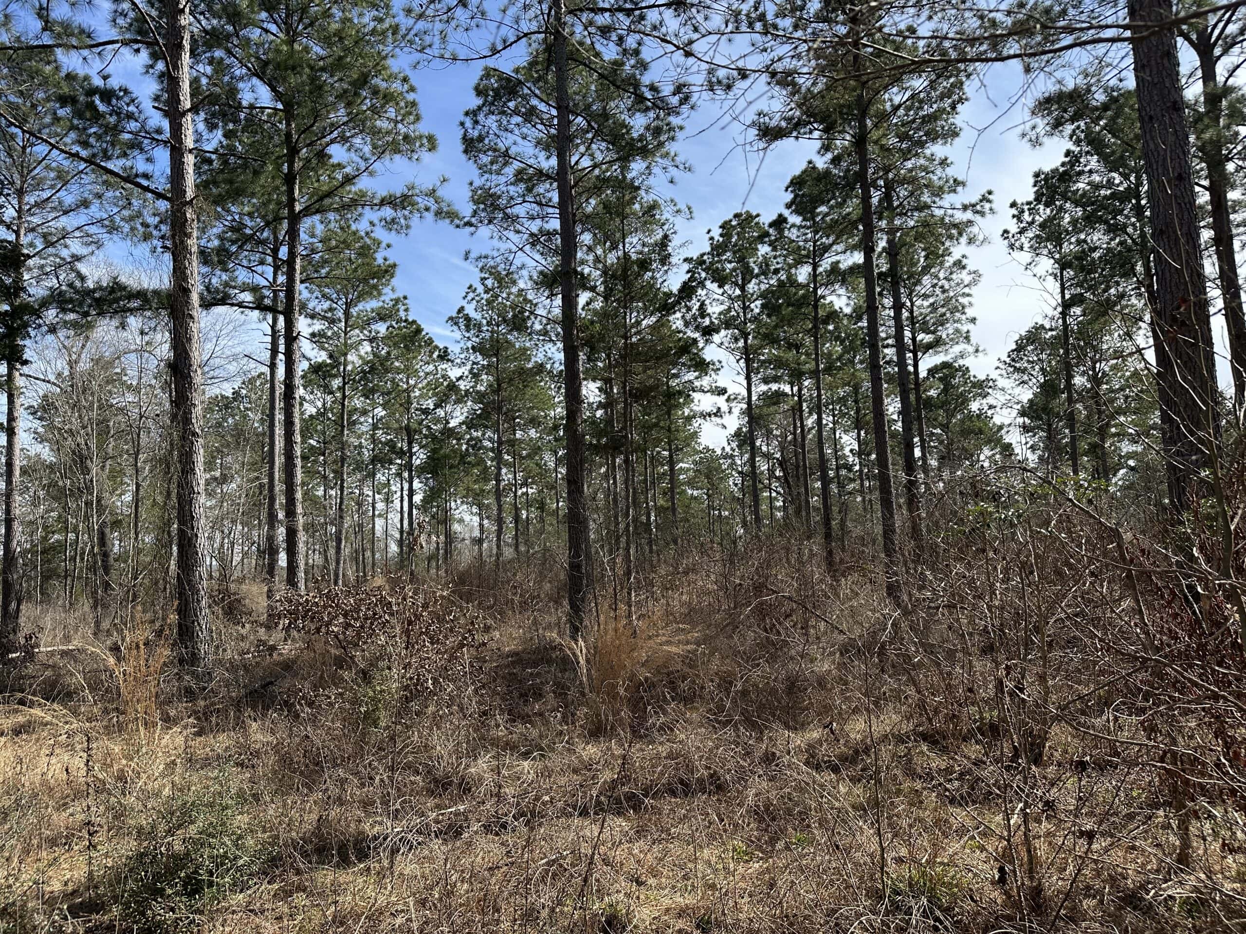 East Texas Hunting/Recreational/Timber Land For Sale