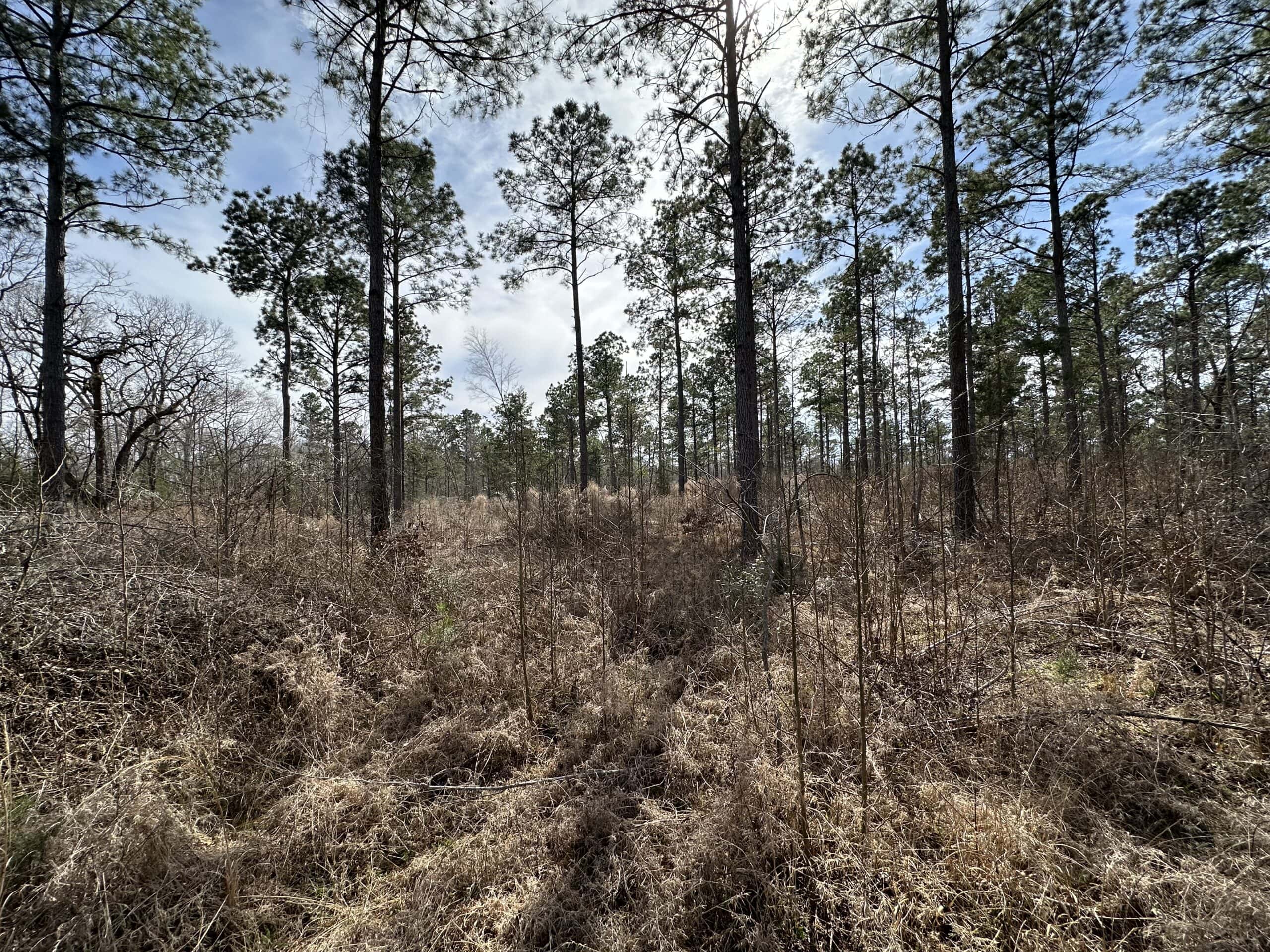 East Texas Hunting/Recreational/Timber Land For Sale