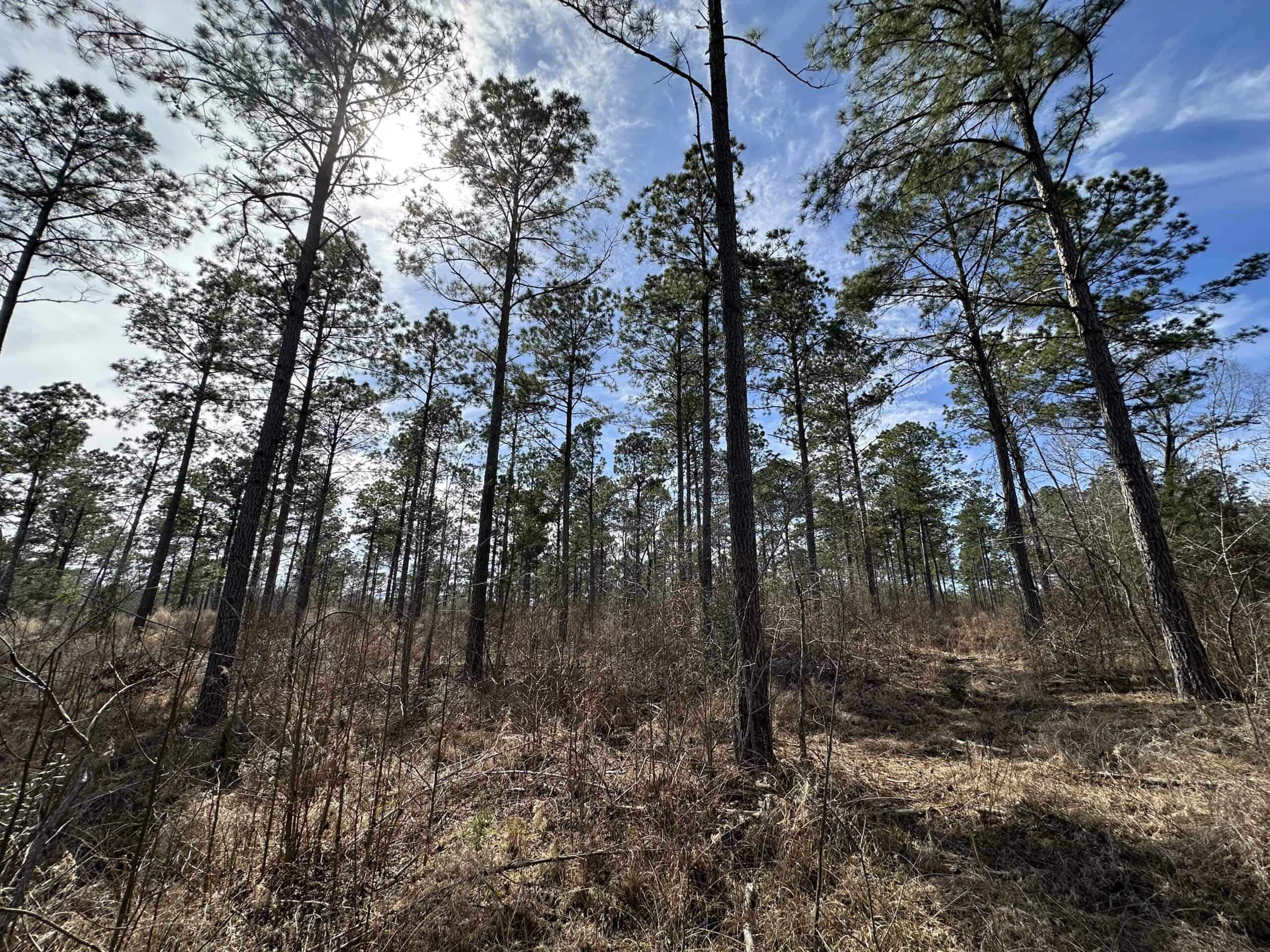 East Texas Hunting/Recreational/Timber Land For Sale